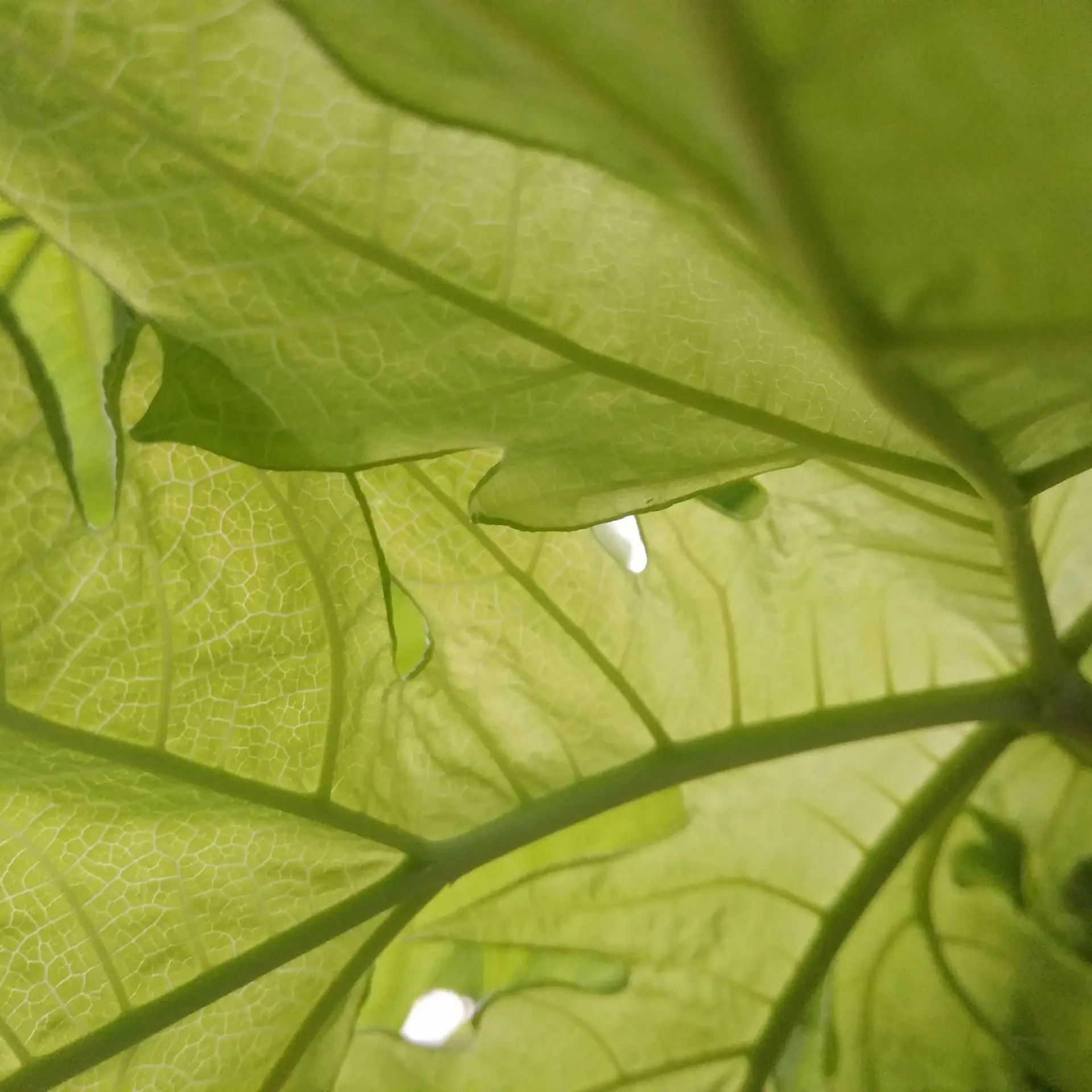 Inspecting leaves for pests up close