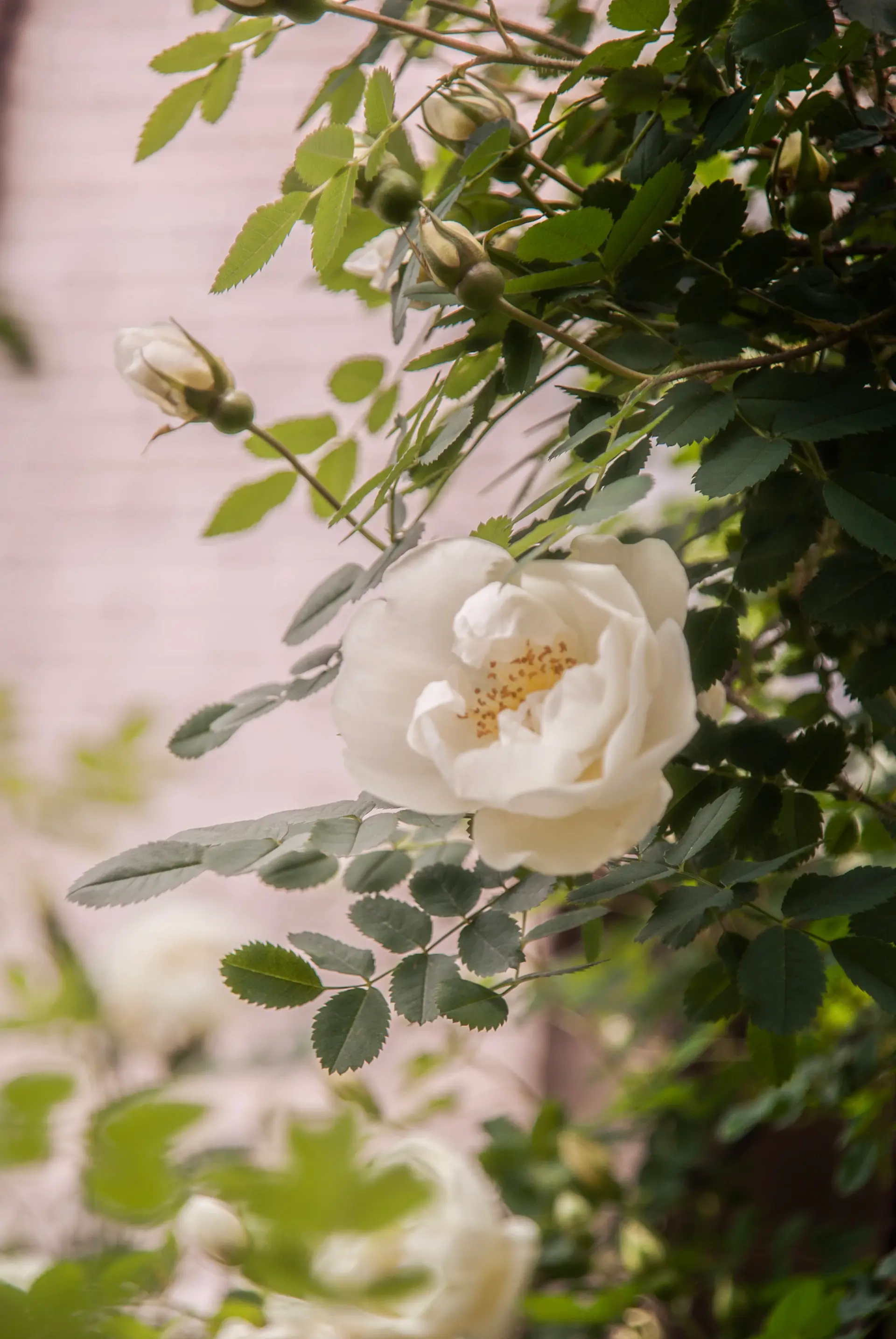 Ivory garden wedding ceremony with climbing roses