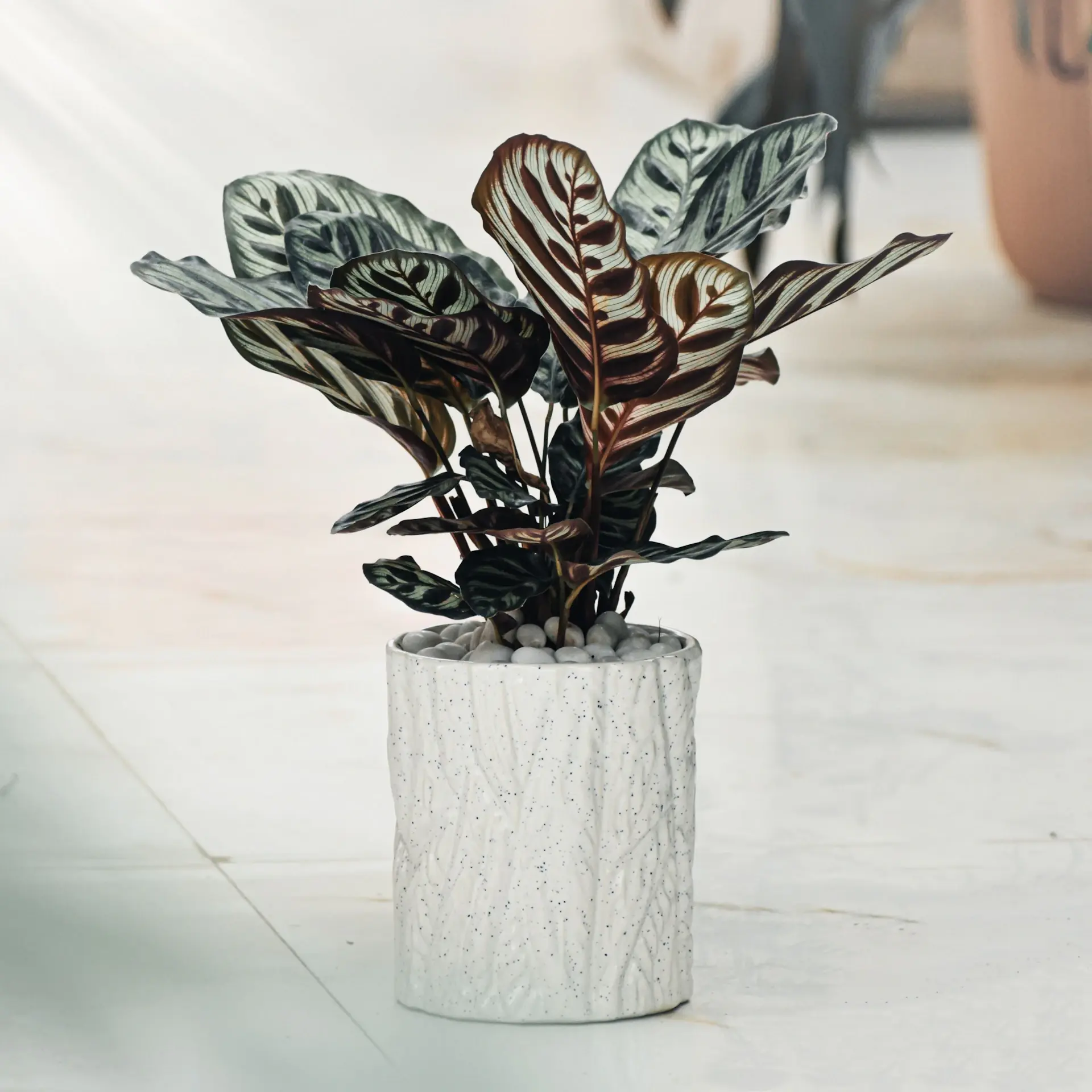 Calathea Orbifolia with striped round leaves