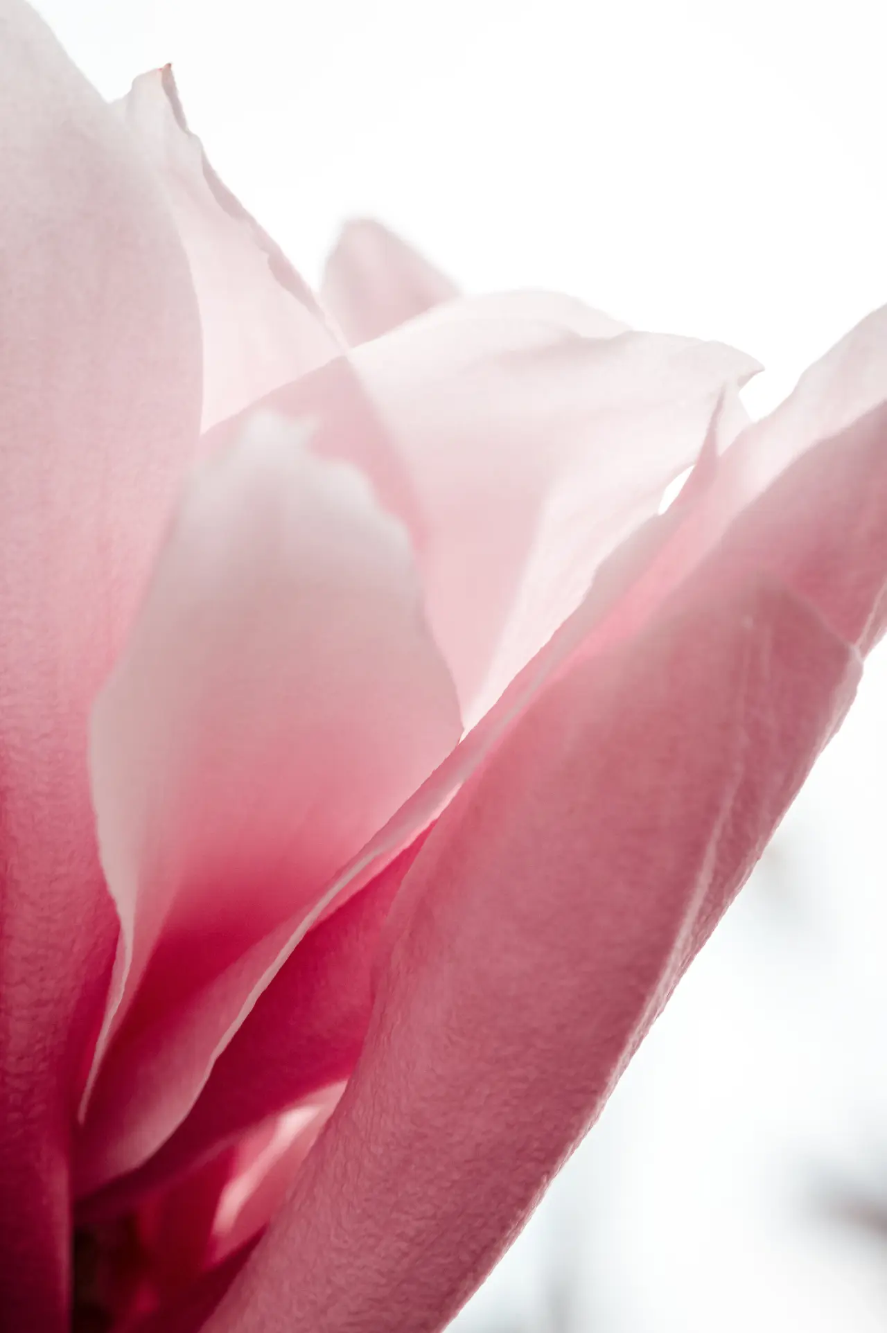 Preserved white rose under glass dome