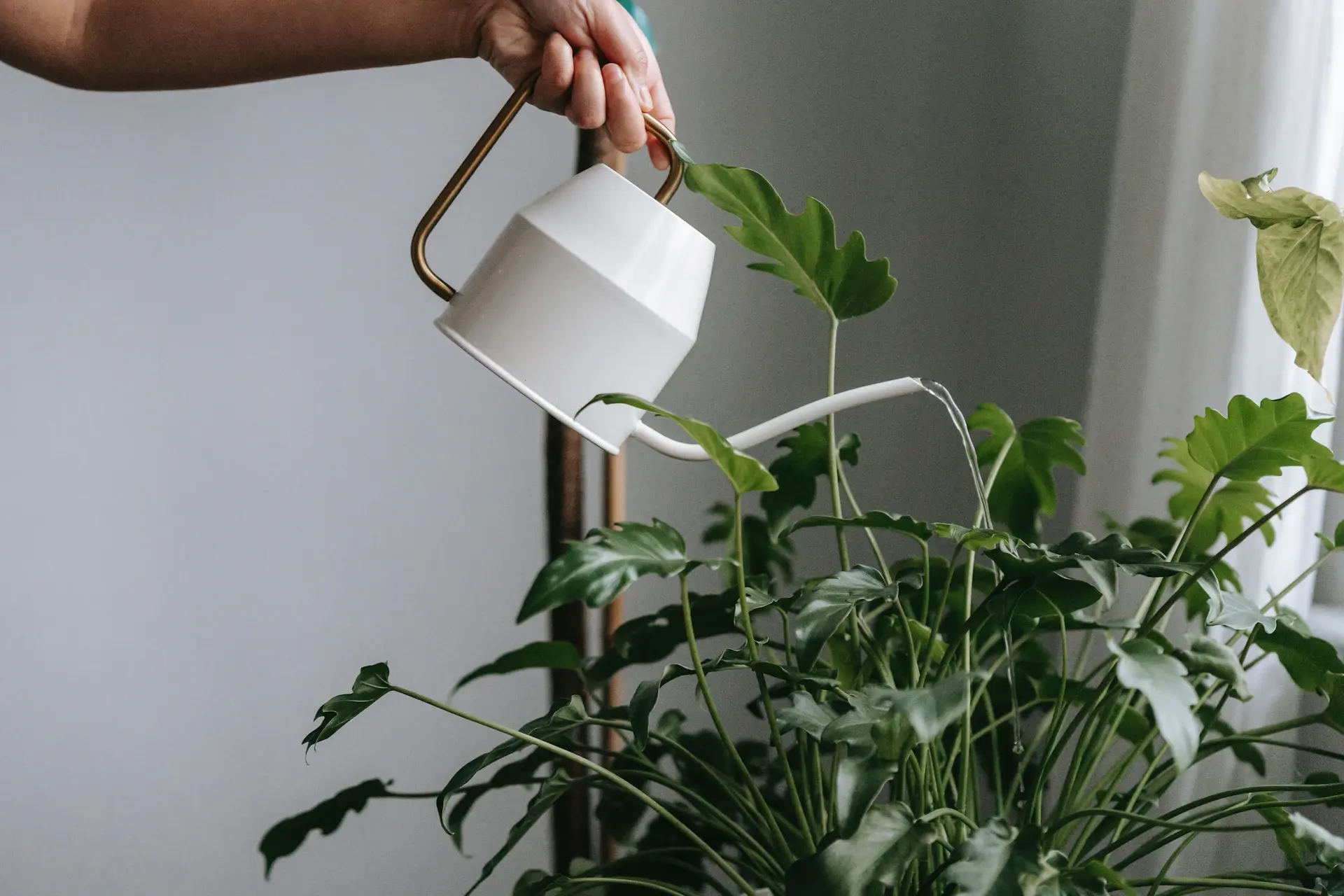 Watering a healthy houseplant beside a window