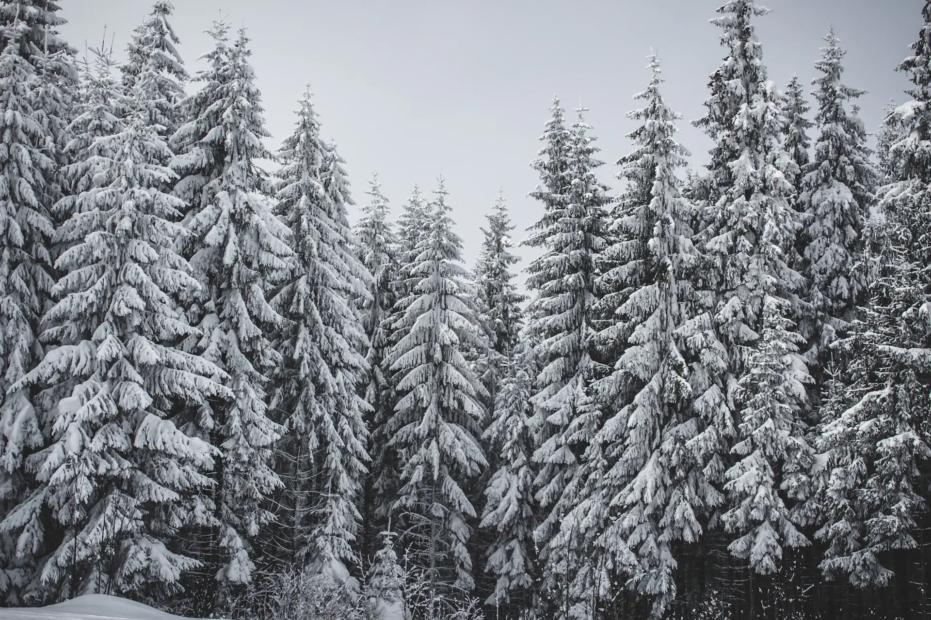 Layers of foliage receding into shadowed depth