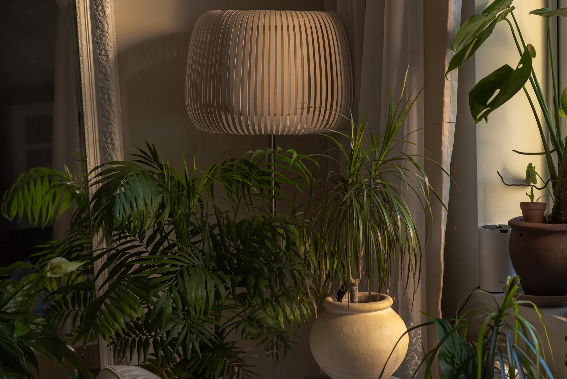 Cây Monstera trong phòng khách phong cách Japandi