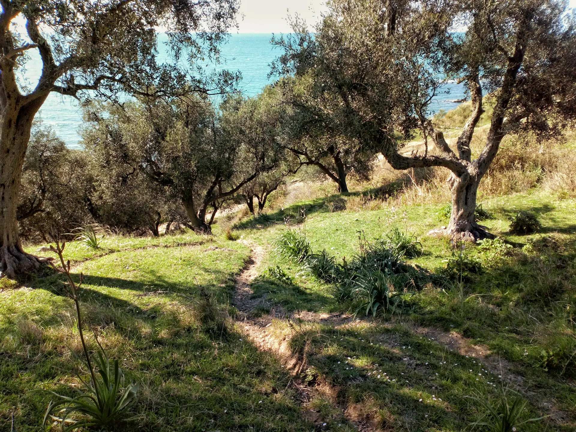 Garden villa among olive groves