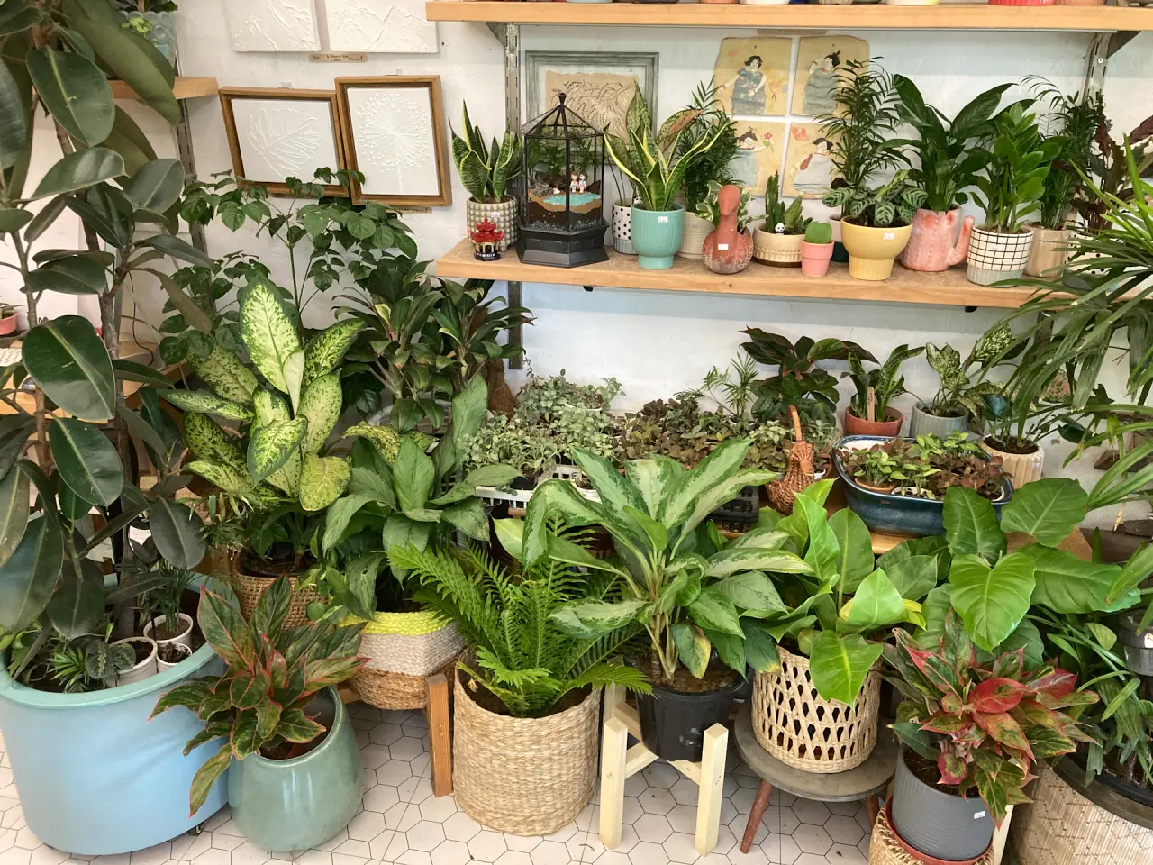 Bộ Tropical Studio