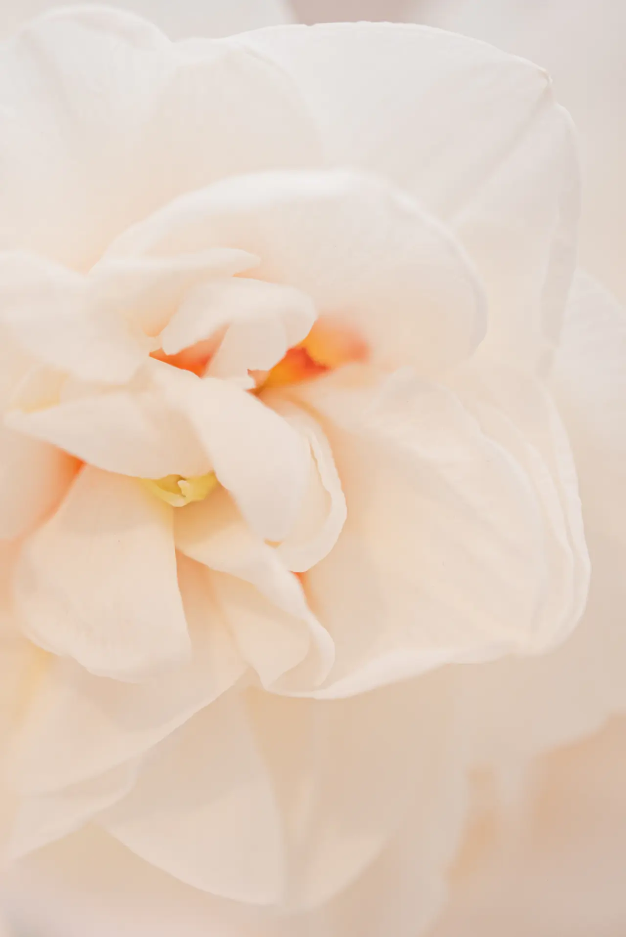 Single white rose framed by vast white space