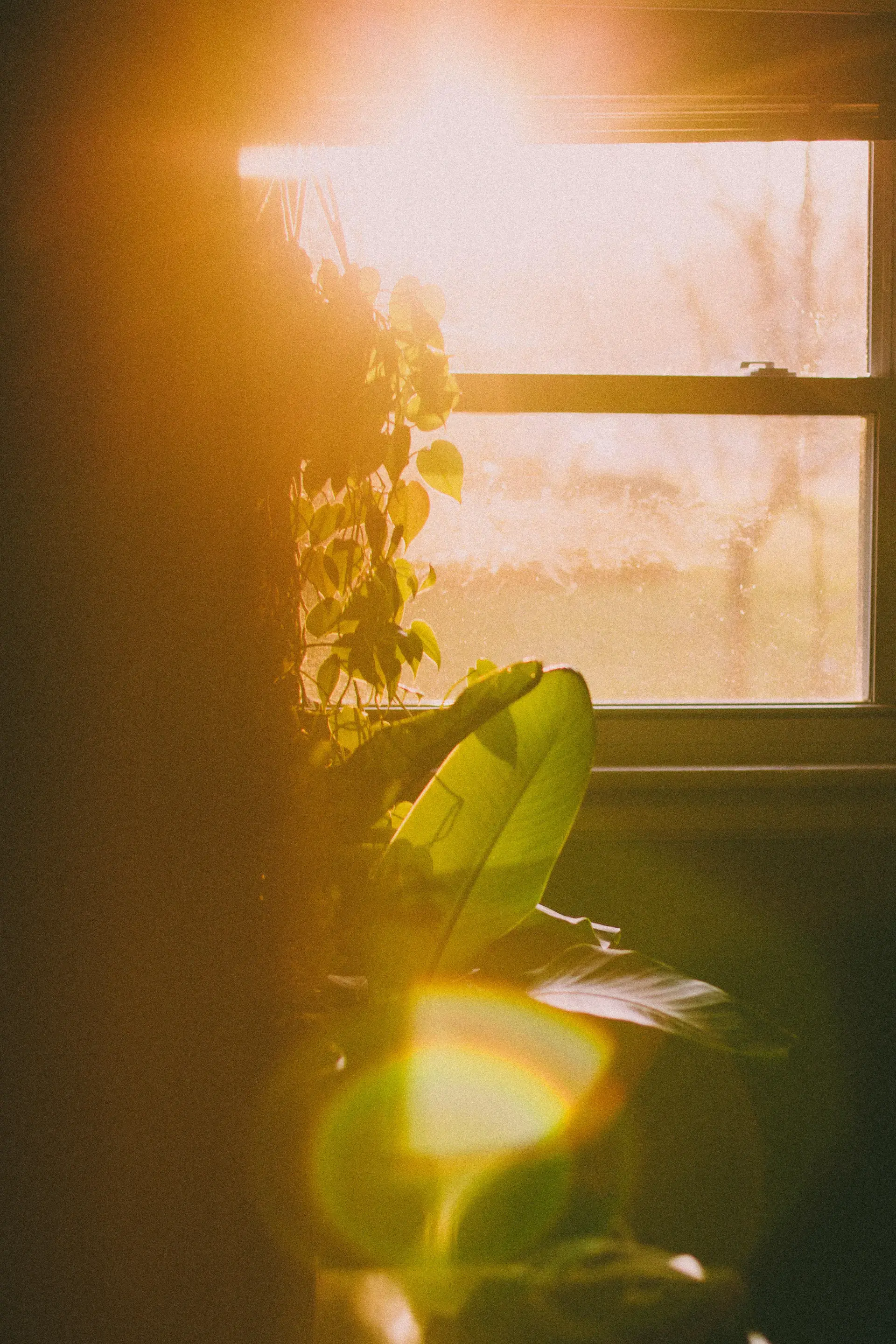 Houseplants arranged by a bright window in soft daylight