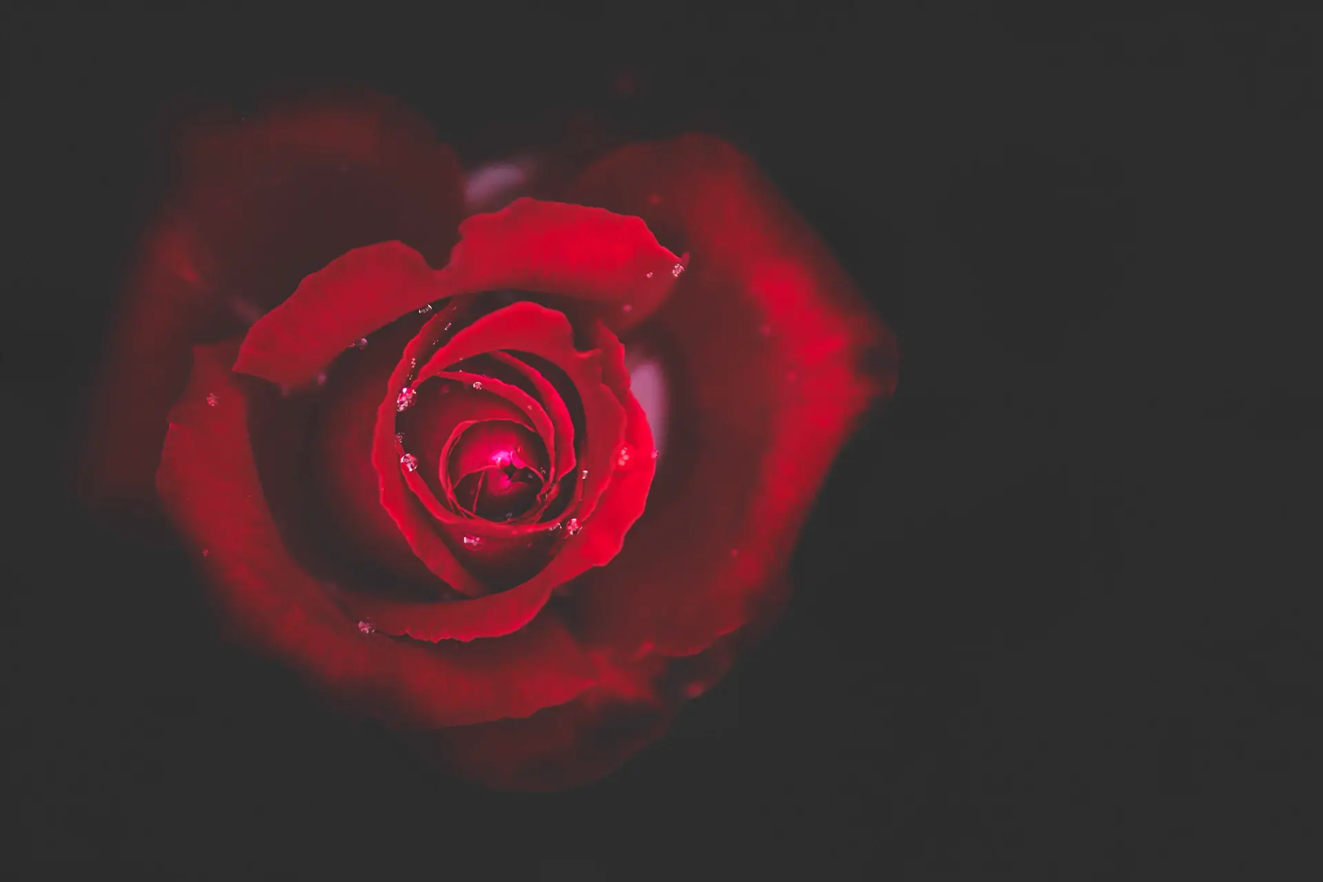 Macro close-up of wine-red rose petals