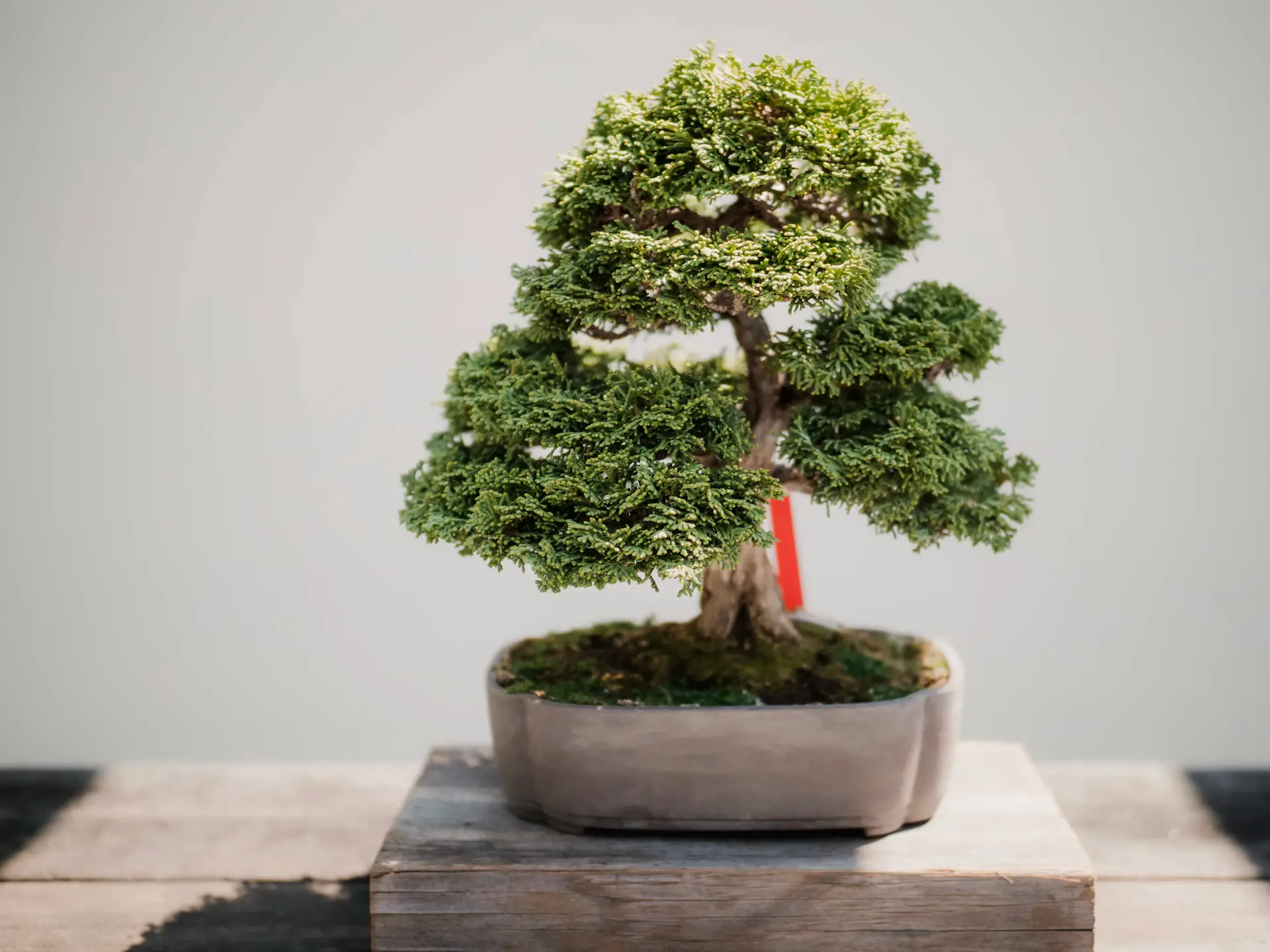 Sculptural bonsai tree in a ceramic tray