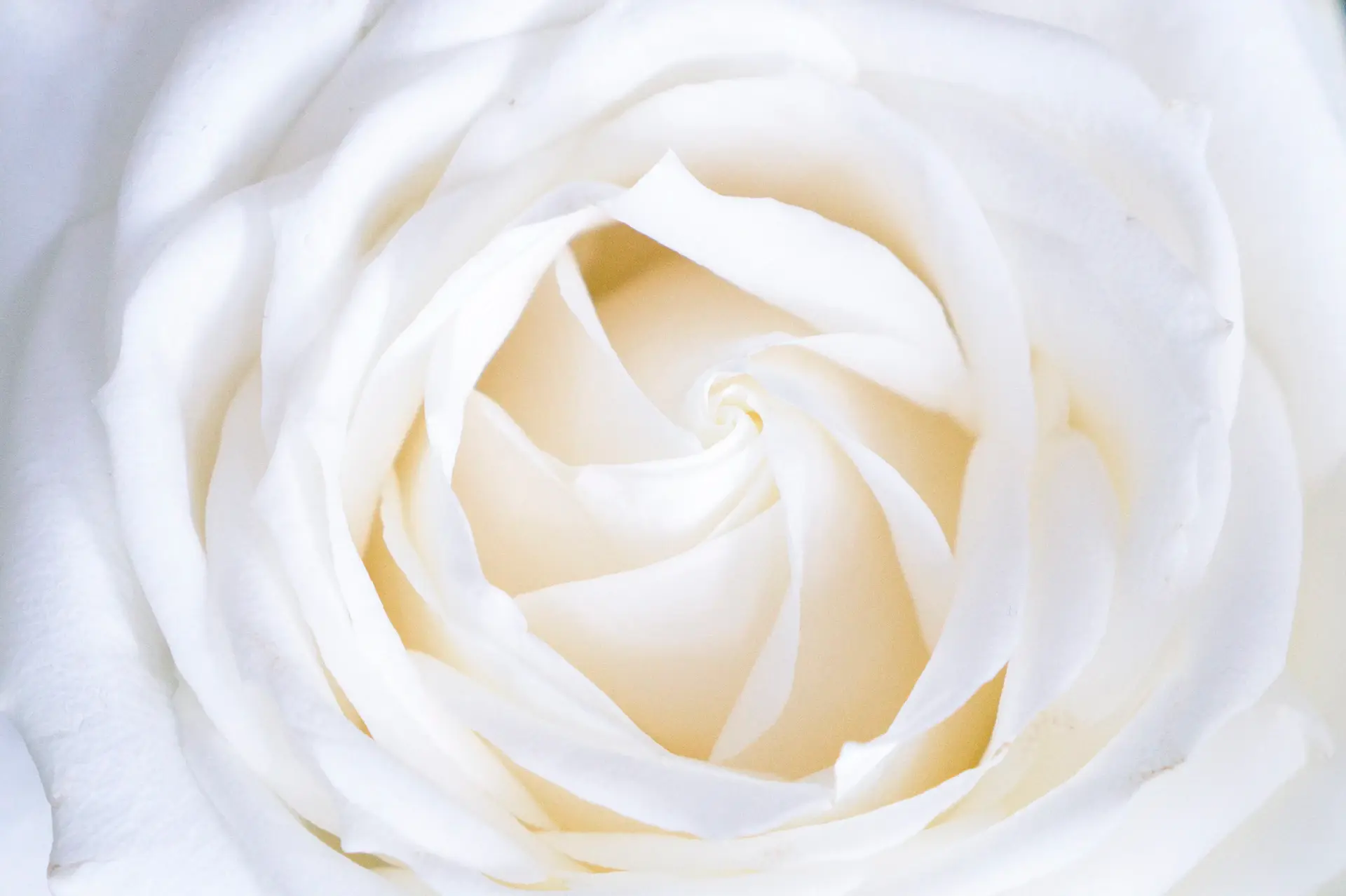 An oversized white rose study, framed as a gallery edition