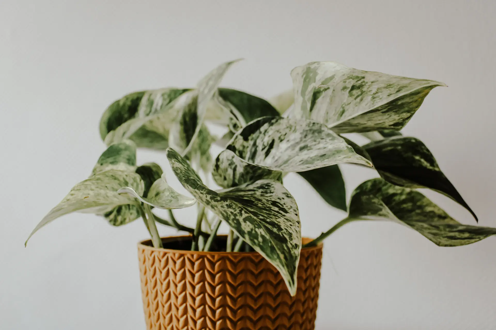 Rare variegated houseplant with patterned leaves