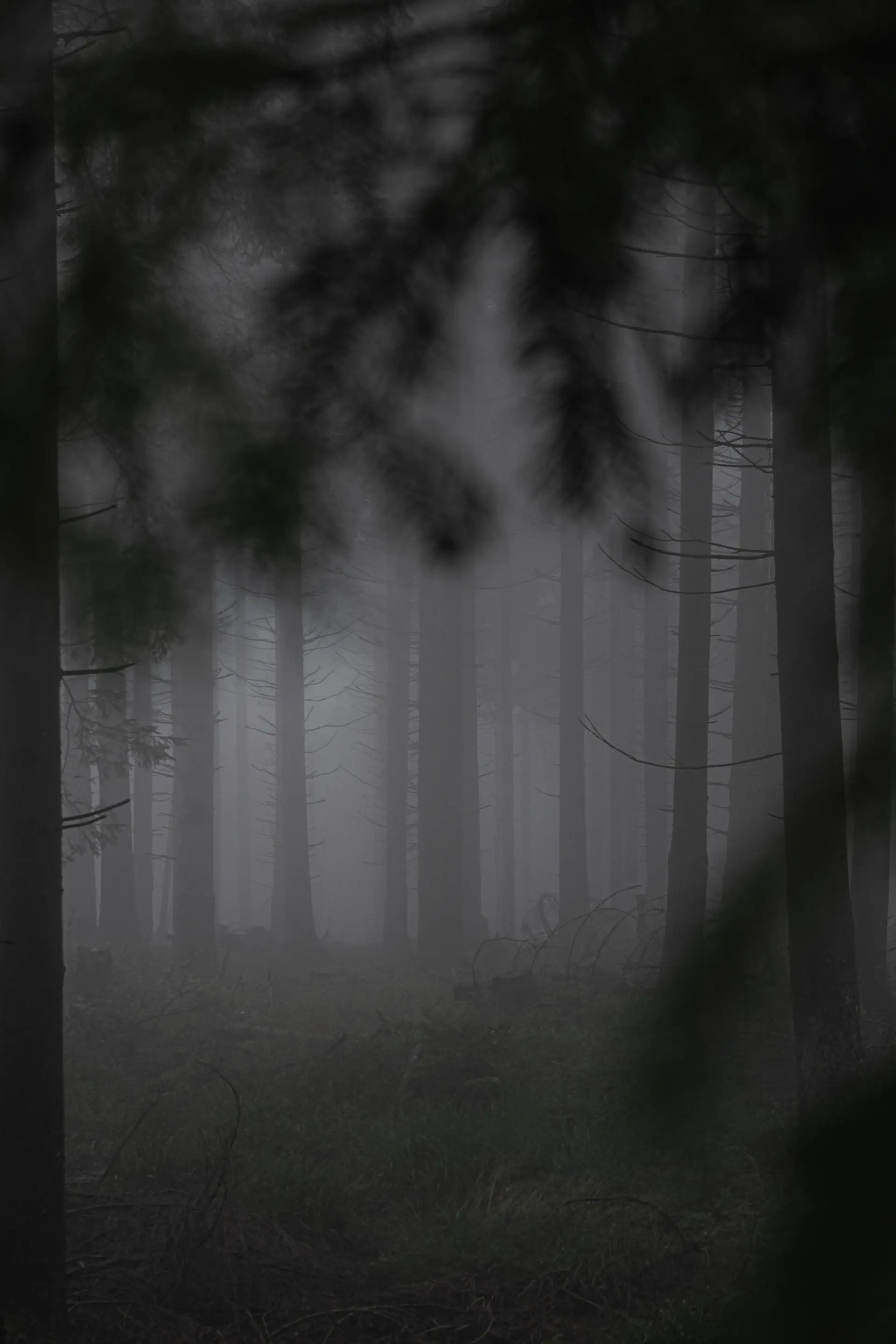 Fog threading between dark evergreen trunks