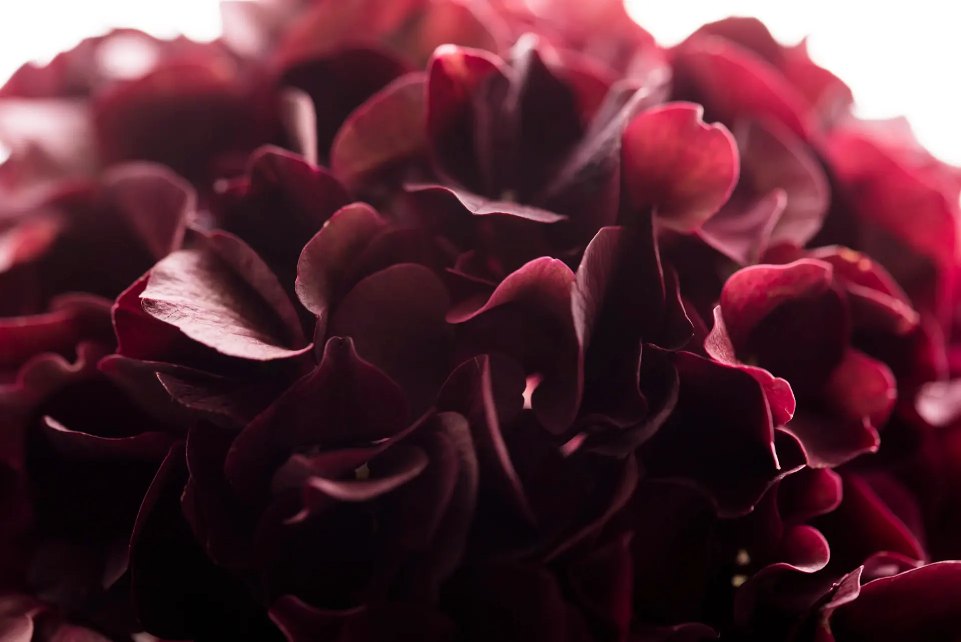 Secrets to keeping roses fresh longer