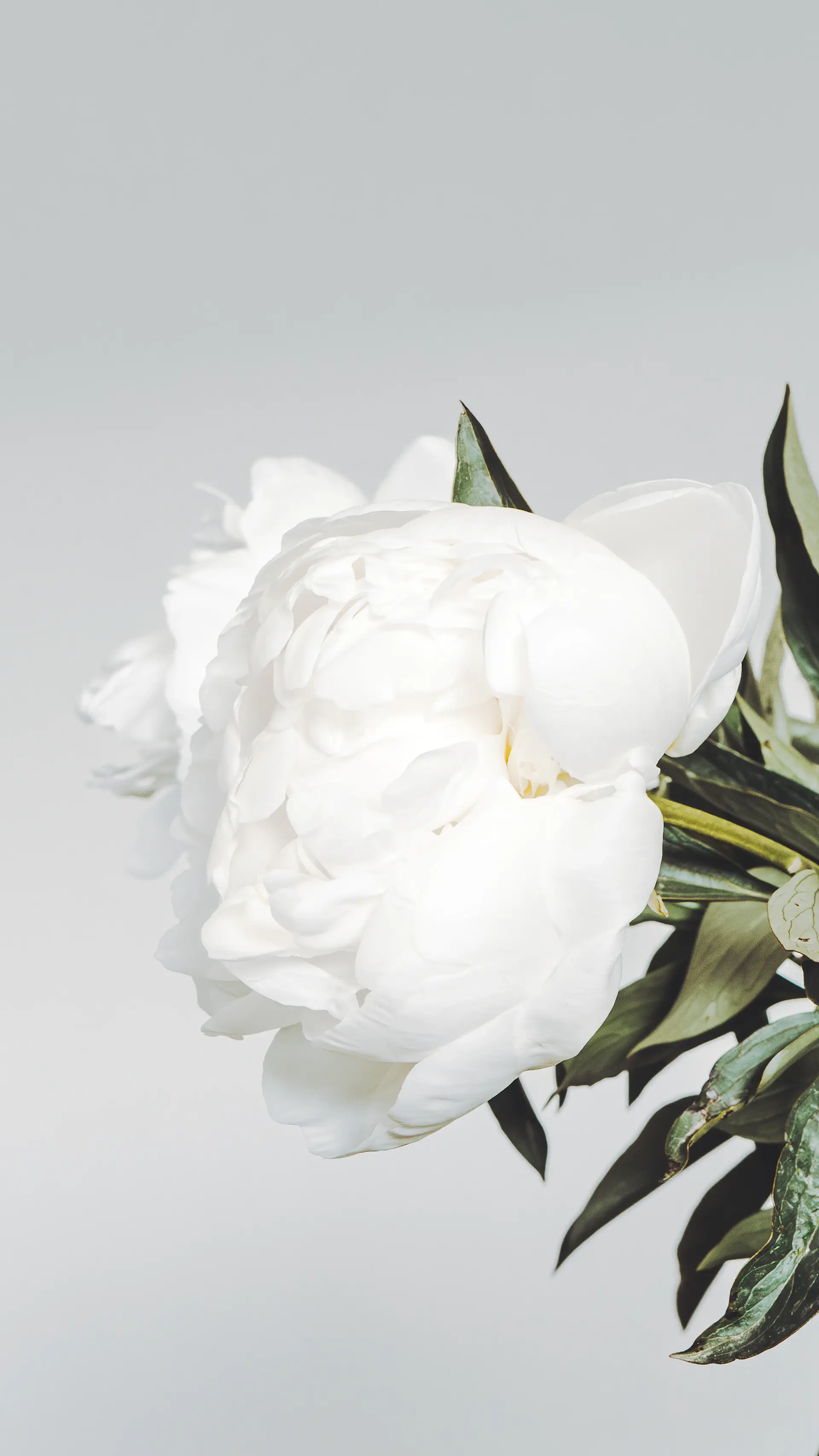 Blush roses styled for a romantic gesture