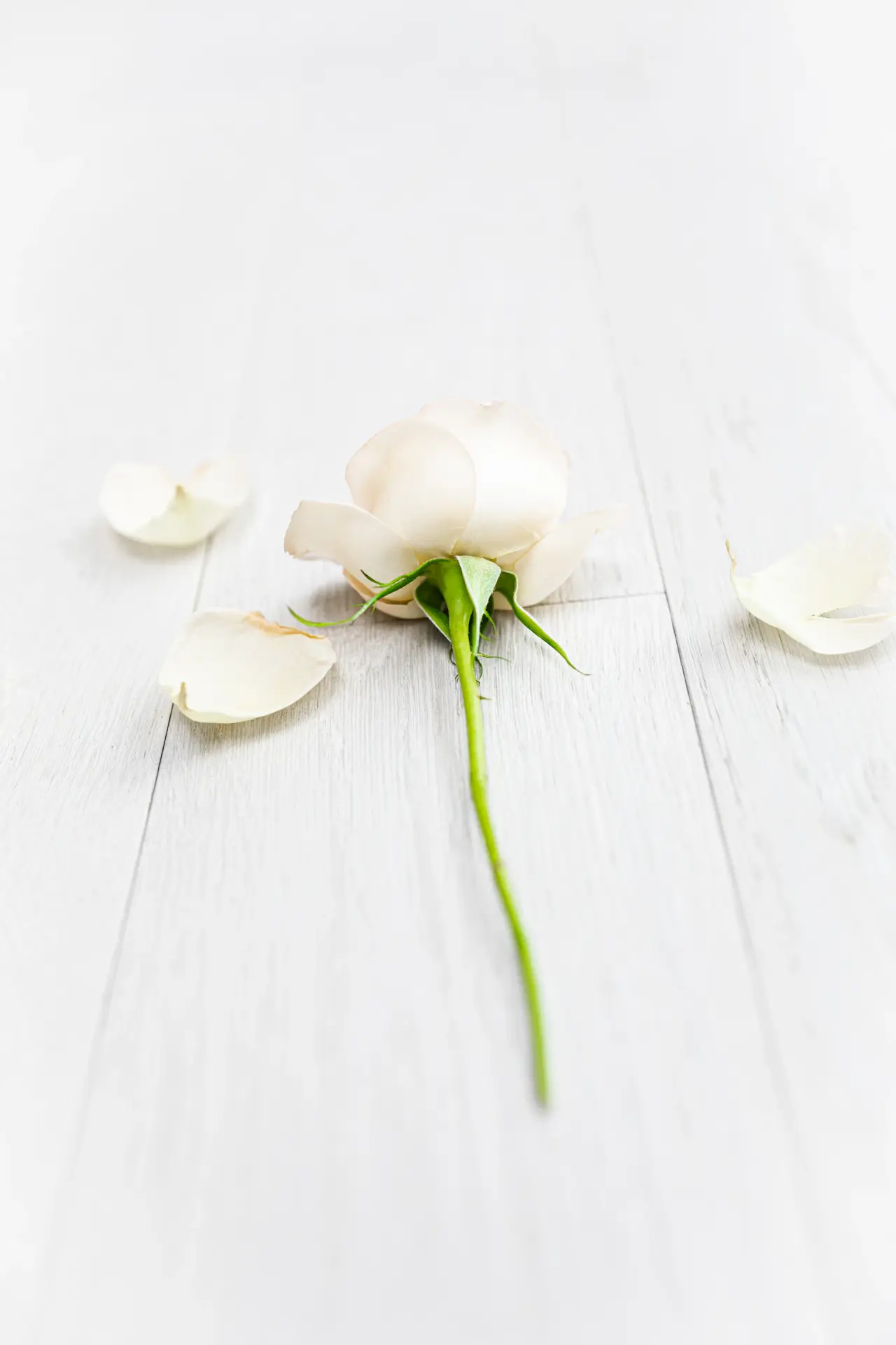 Minimal rose gift box in soft light