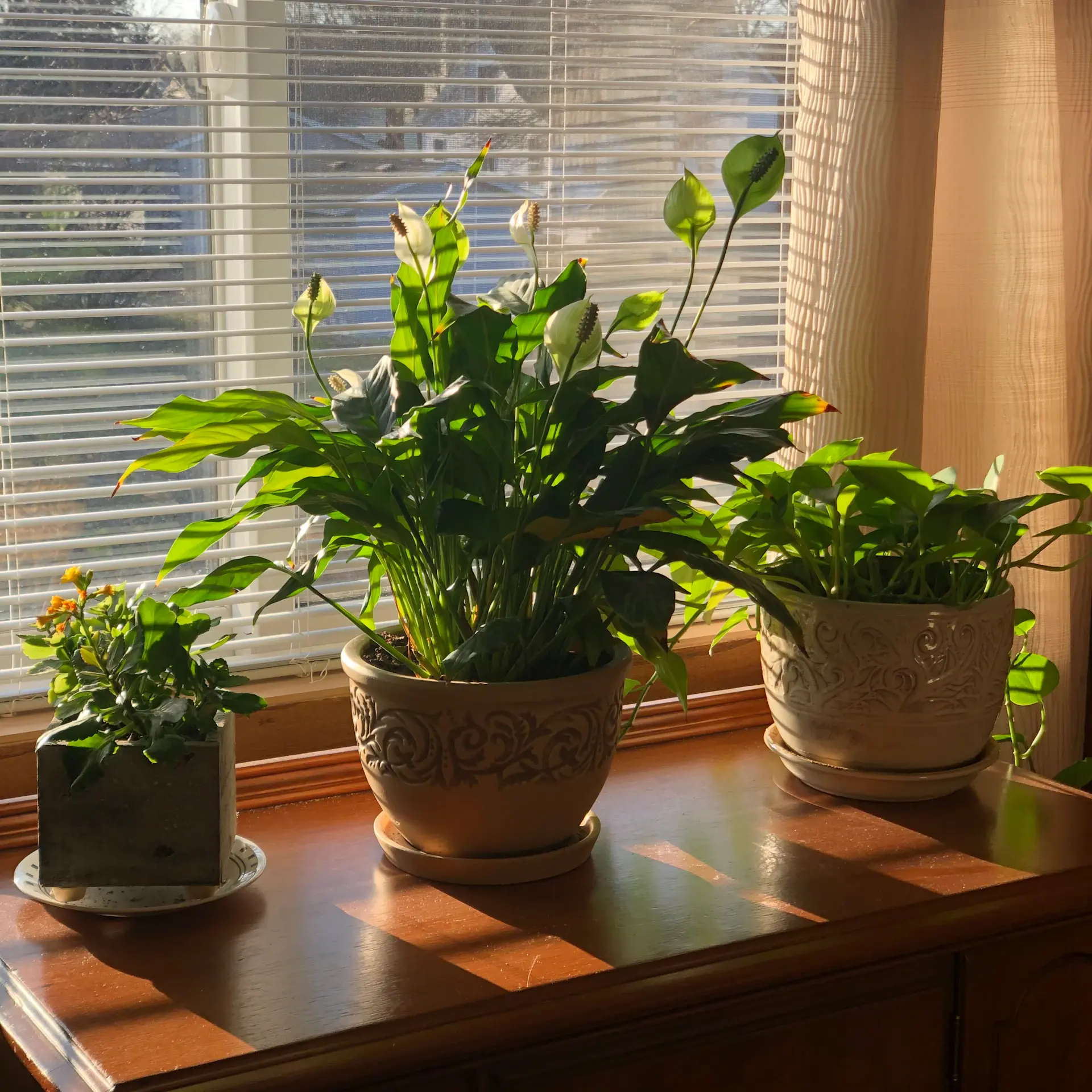 Plants placed near a bright window