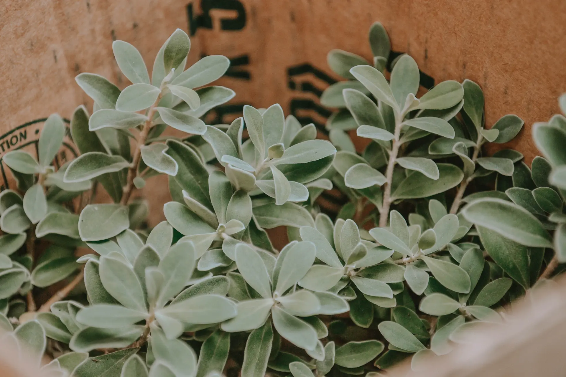 Plant being packed into recyclable shipping box