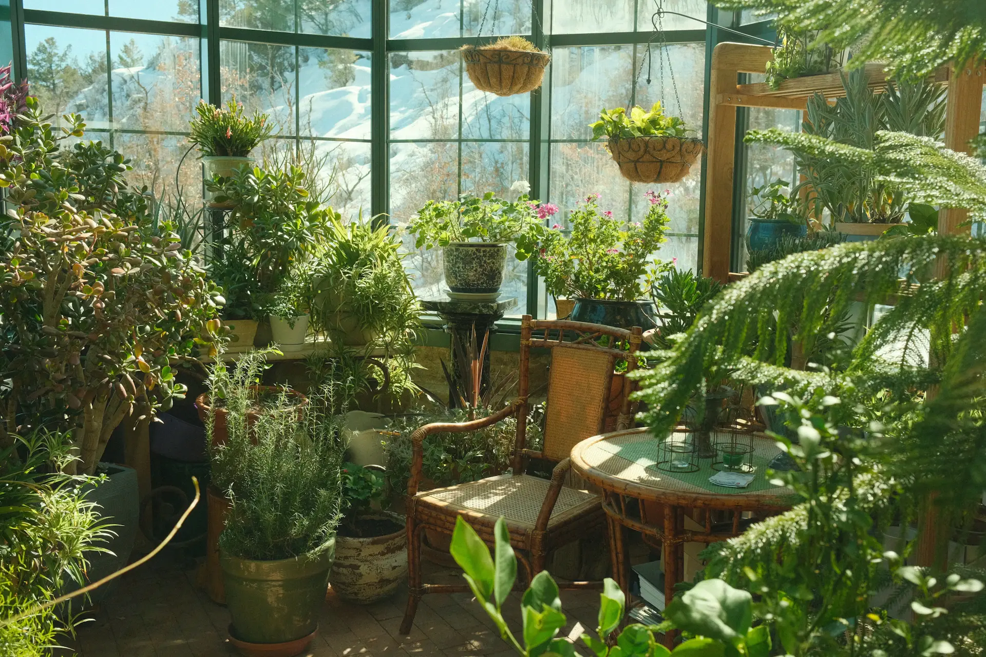 Sunlit boutique greenhouse filled with ornamental plants