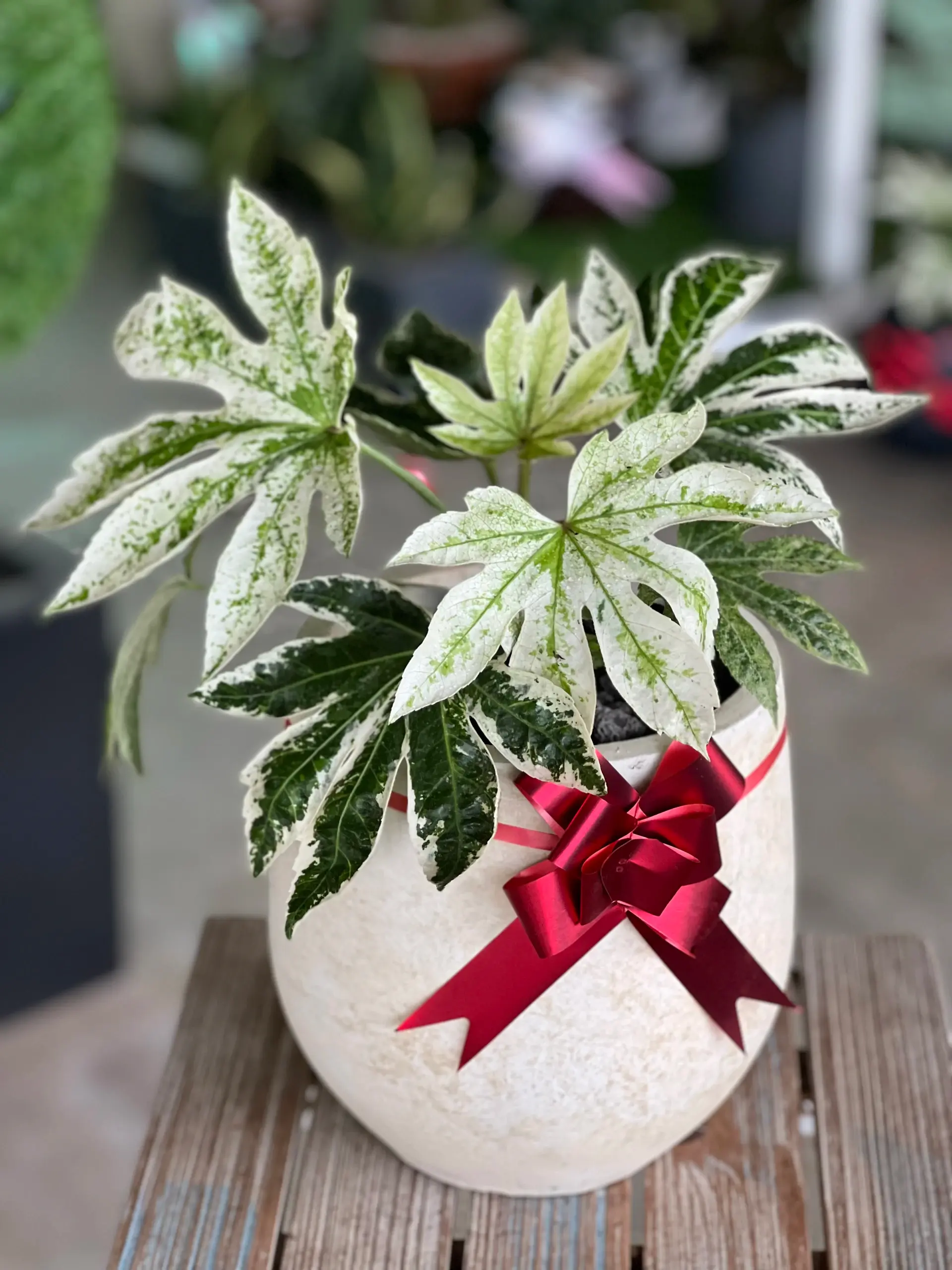 A gift-wrapped potted plant tied with a soft ribbon