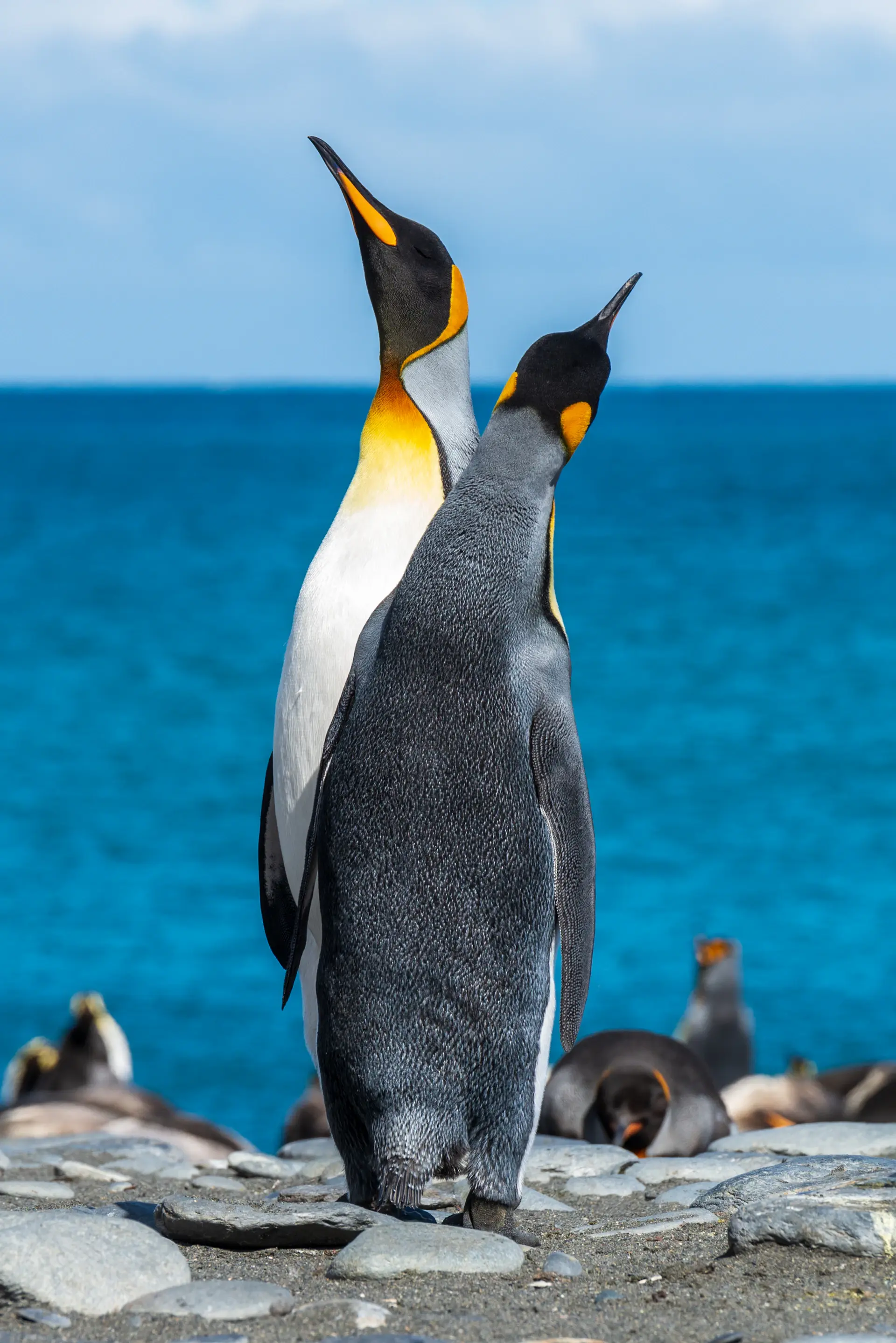 Vast king penguin colony along a sub-Antarctic shore