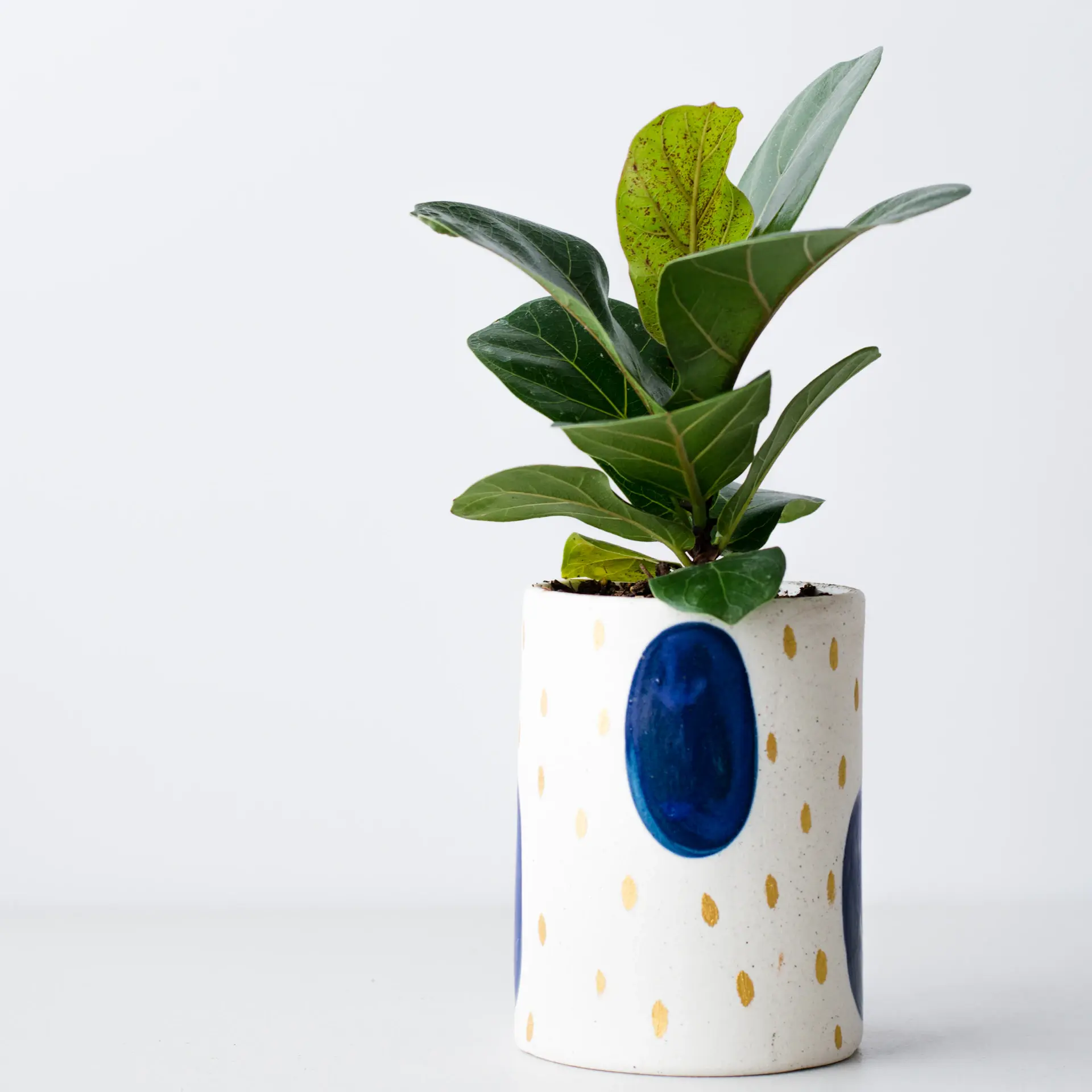 Fiddle leaf fig with large green leaves