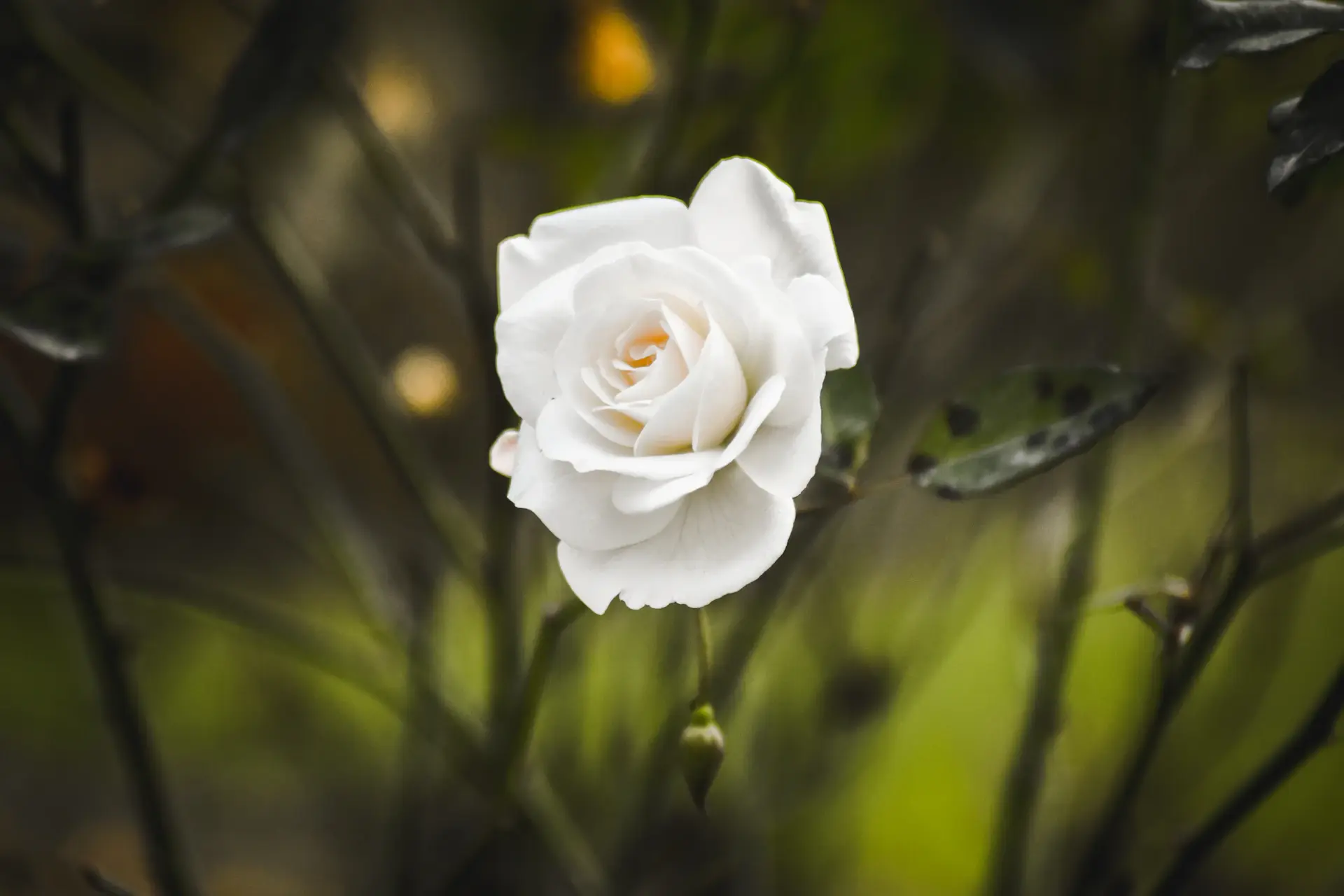 Pure white roses framed as a gallery edition against soft daylight