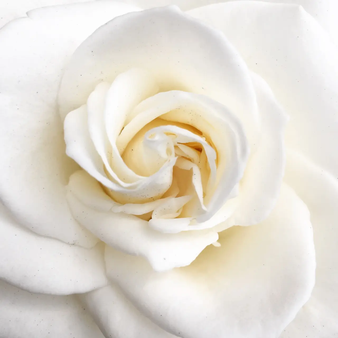 Single dark crimson rose against pure white