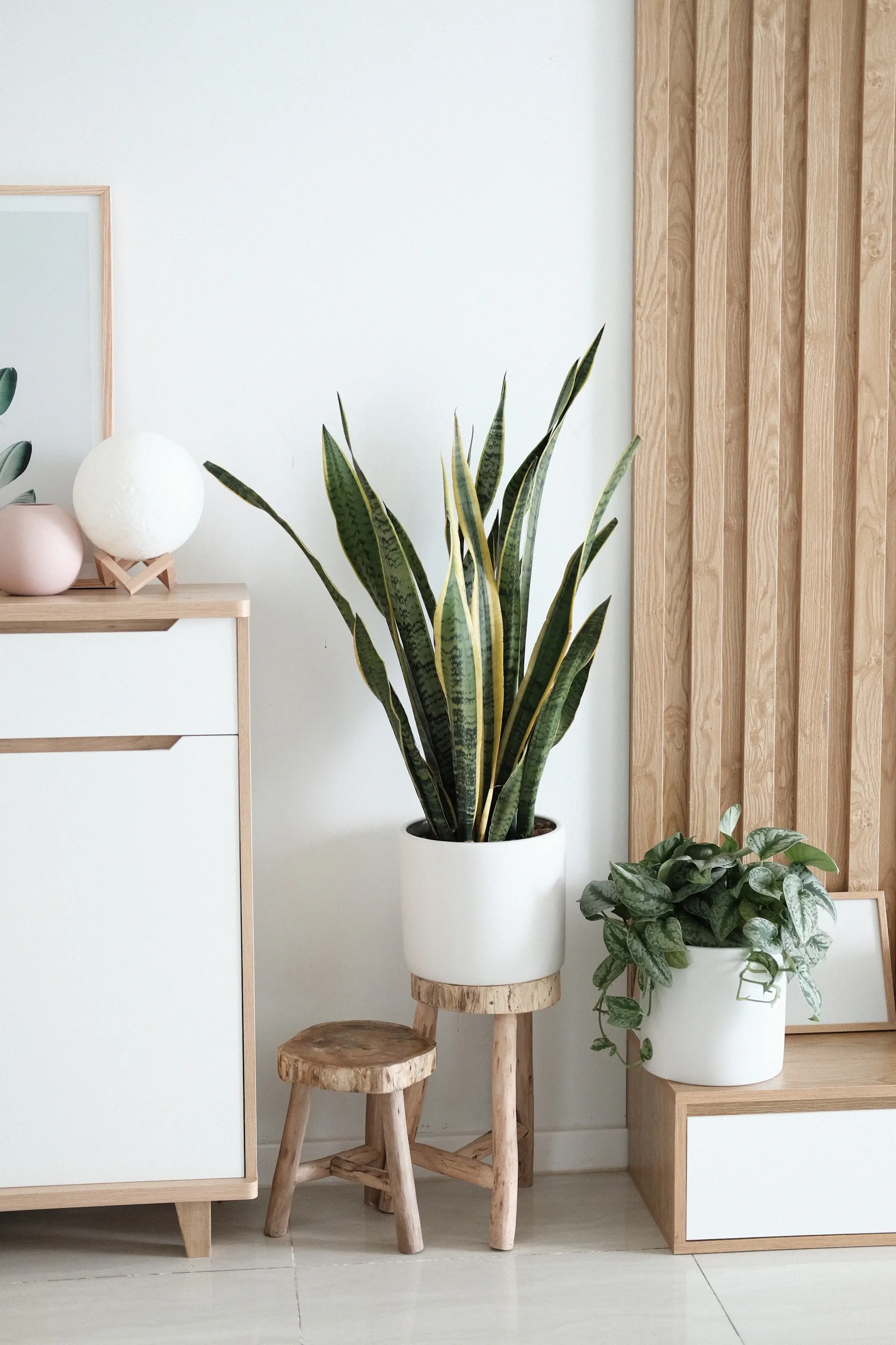 Entryway with a tall statement plant