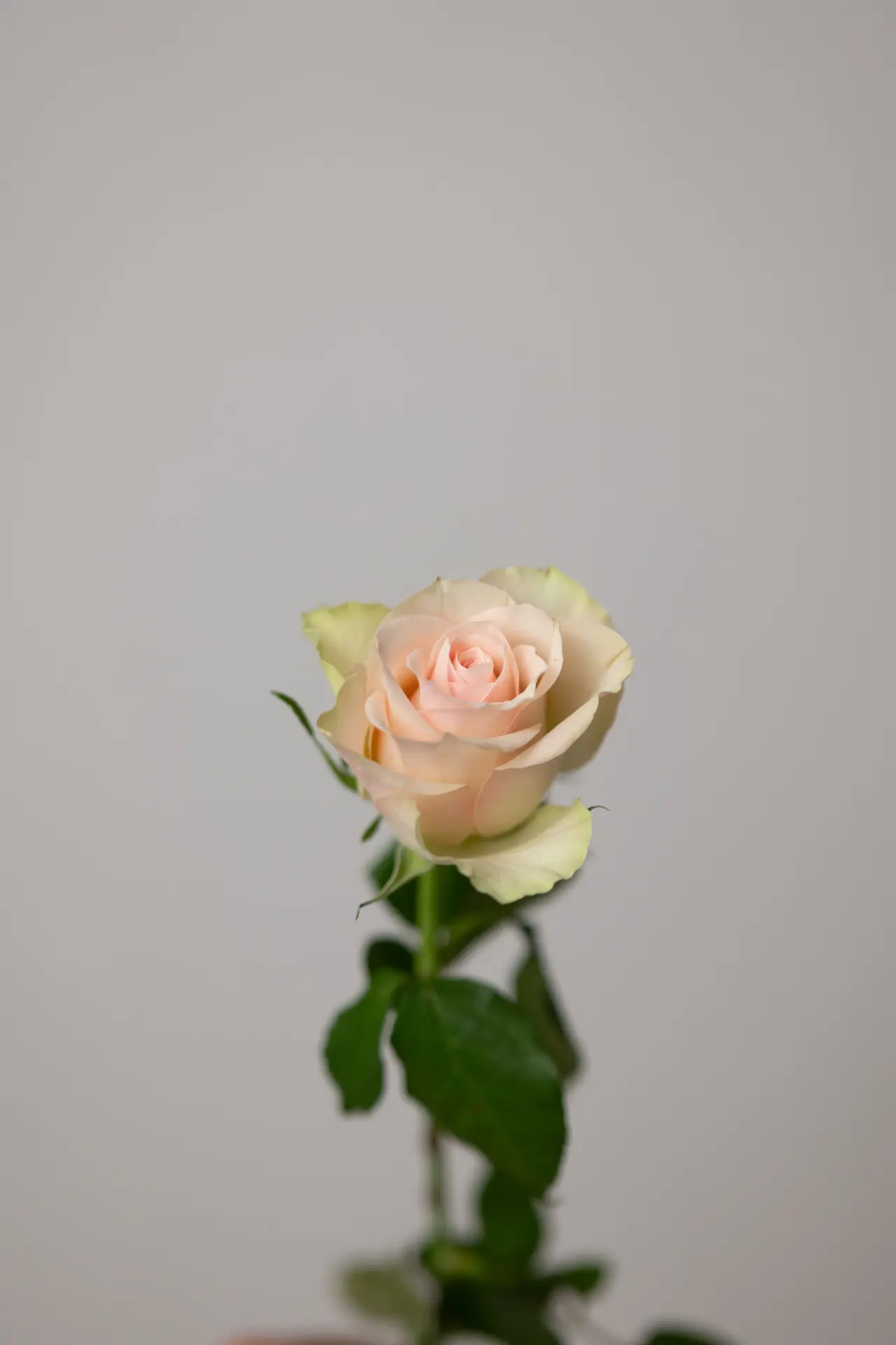 Preserved wine red roses in box