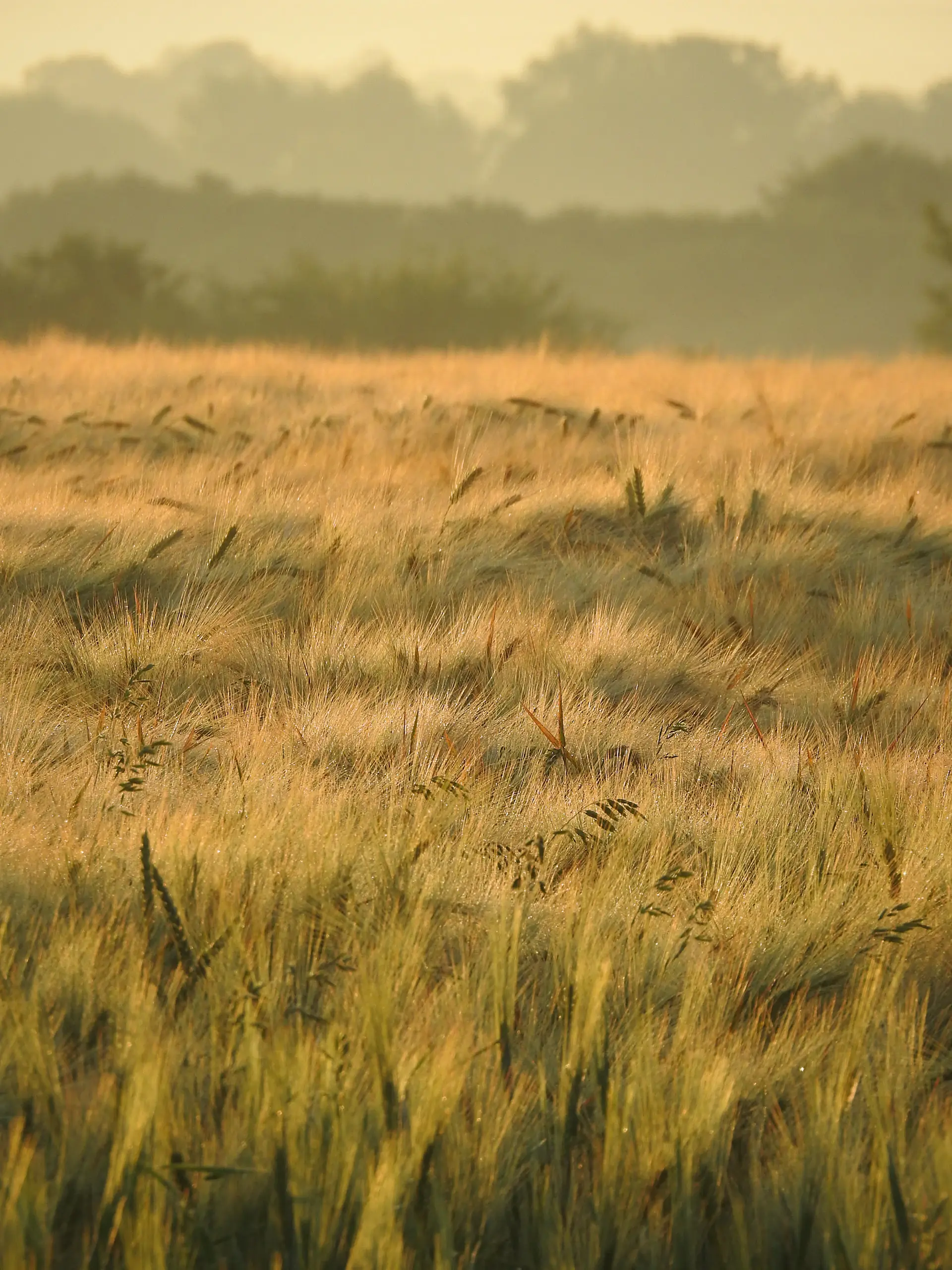 Misty Speyside distillery and barley fields at dawn