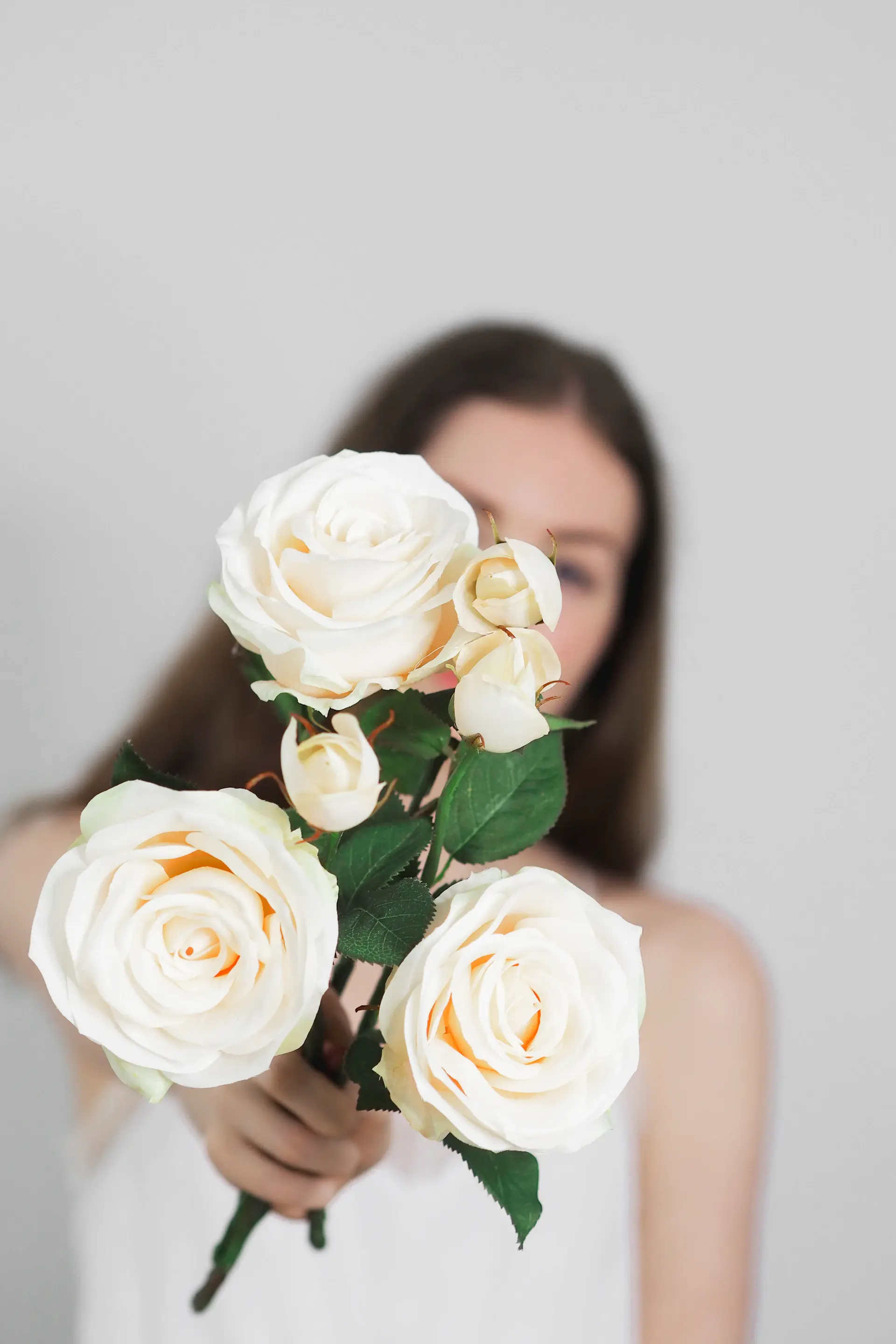 A framed rose against white