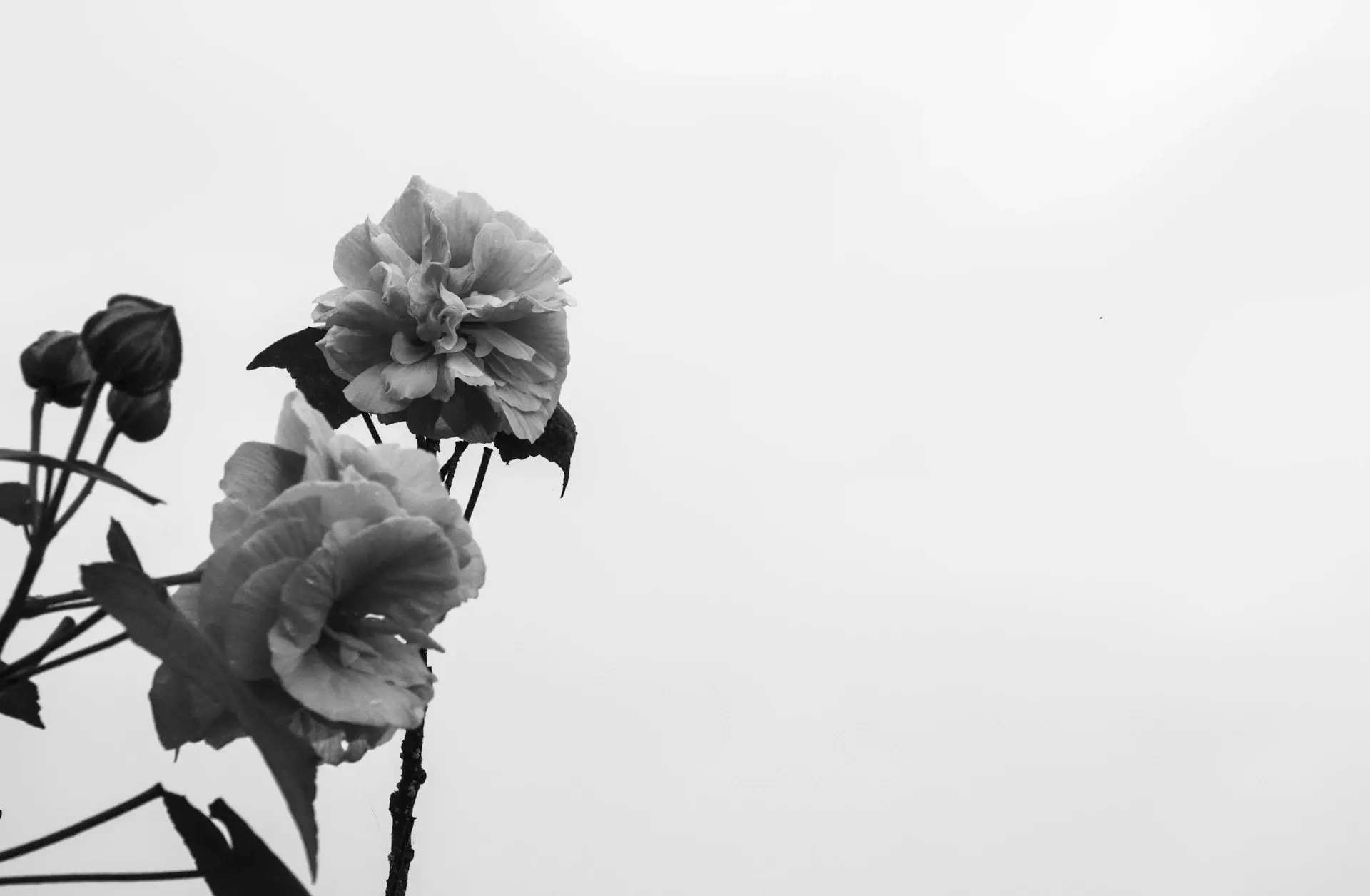 Minimal rose collection