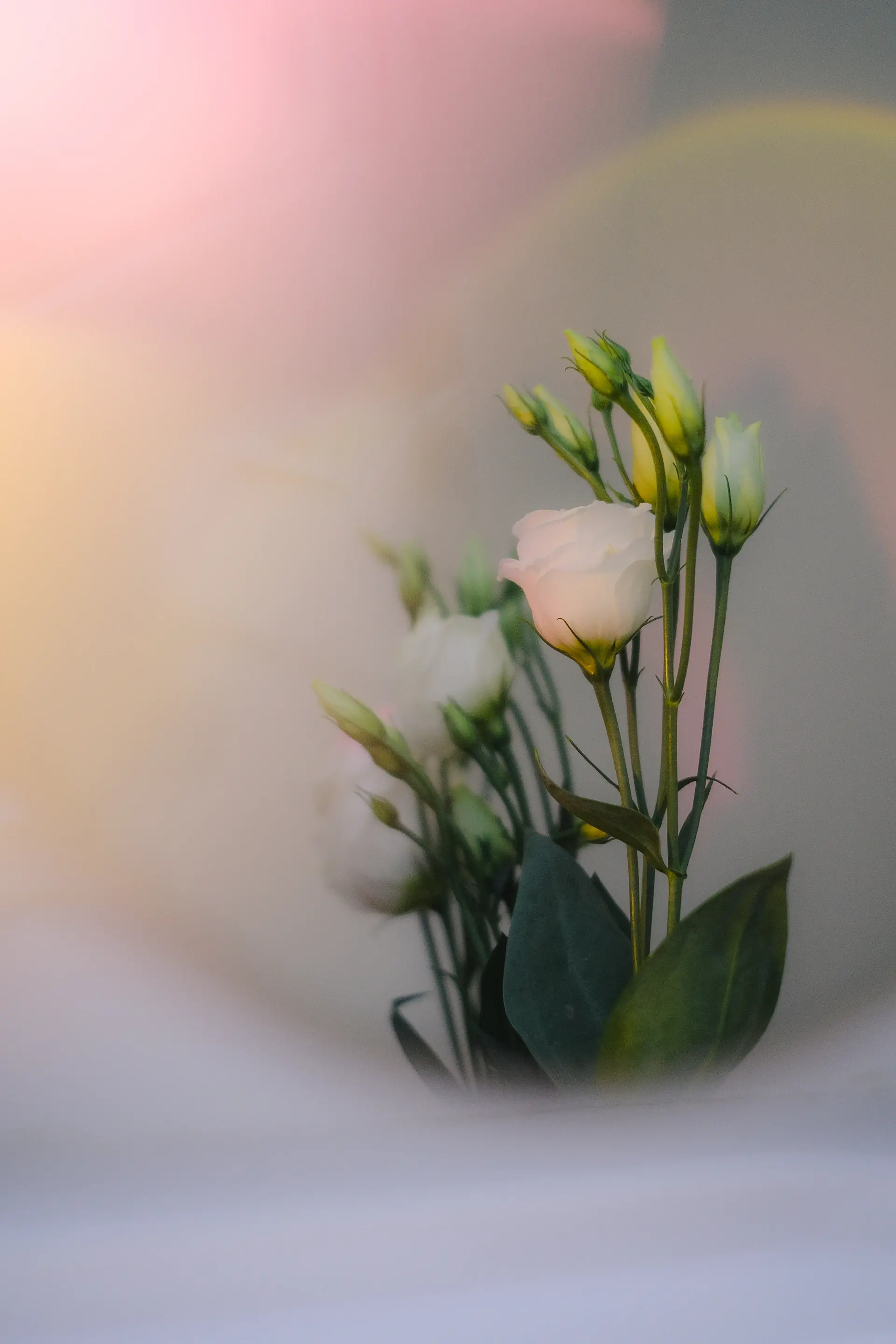 Pale white roses in soft daylight