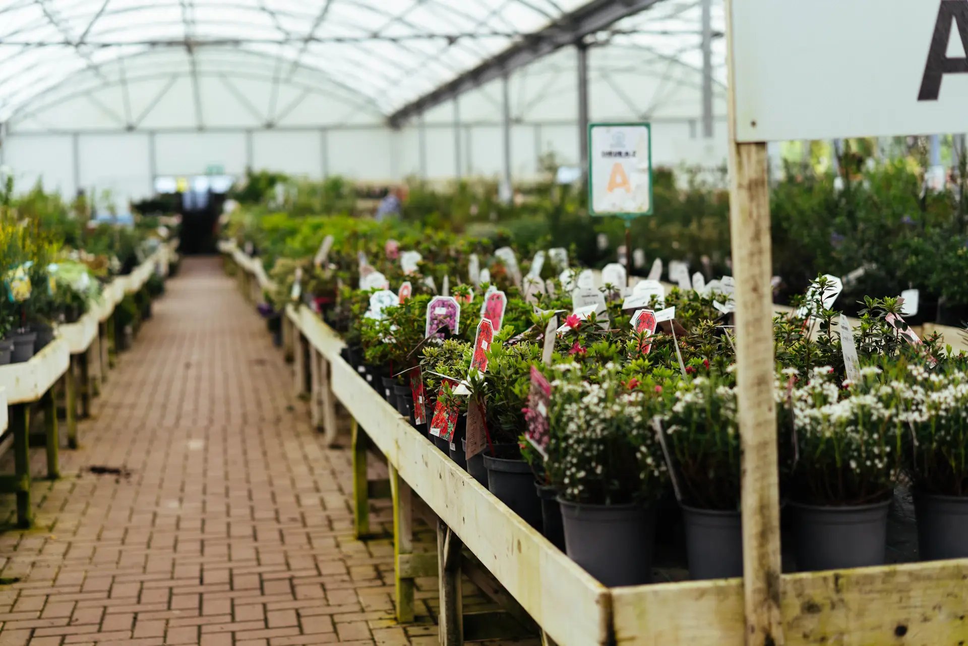 Rows of young plants growing in a specialist nursery