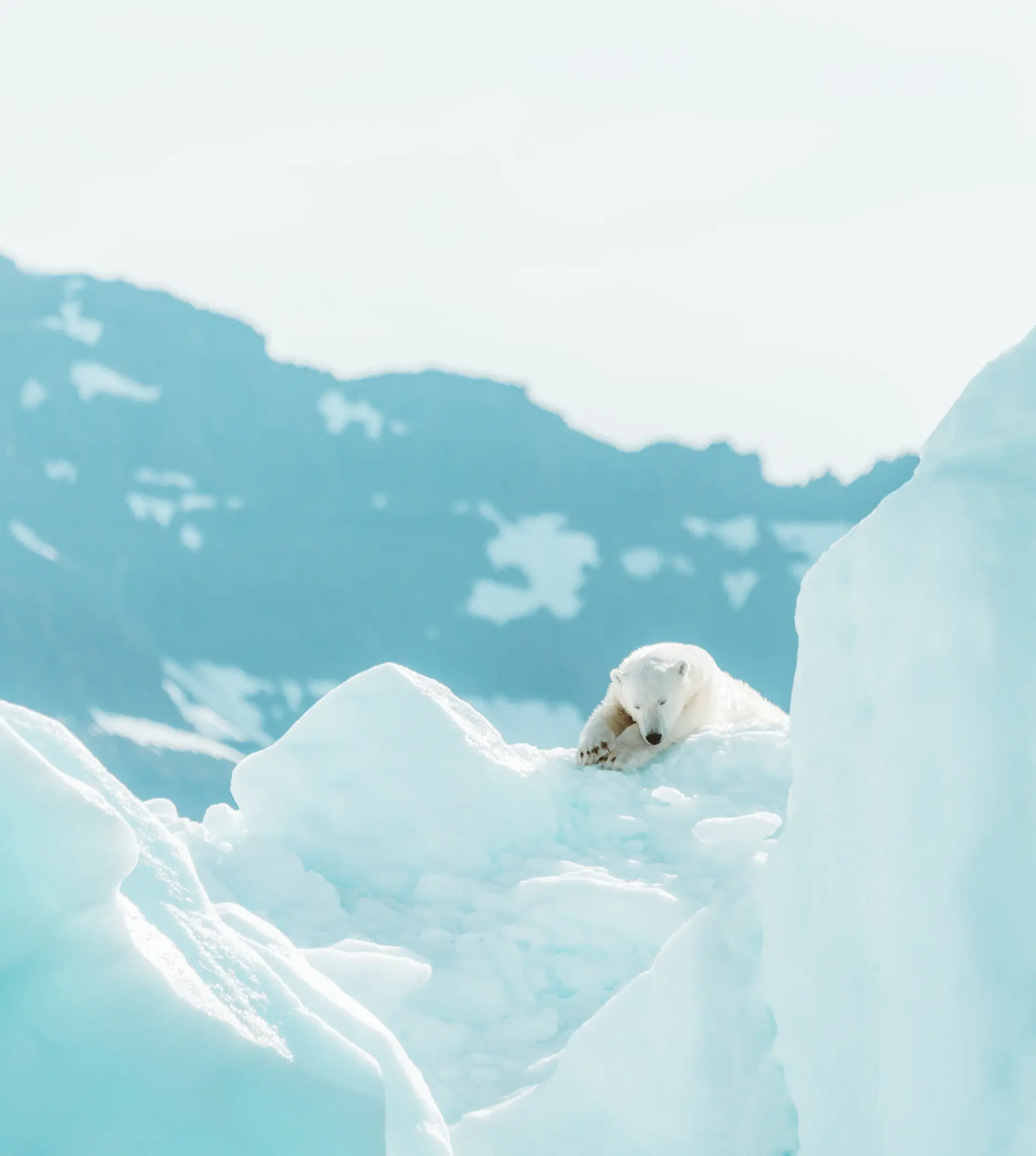 A weathered guide looking out over polar ice