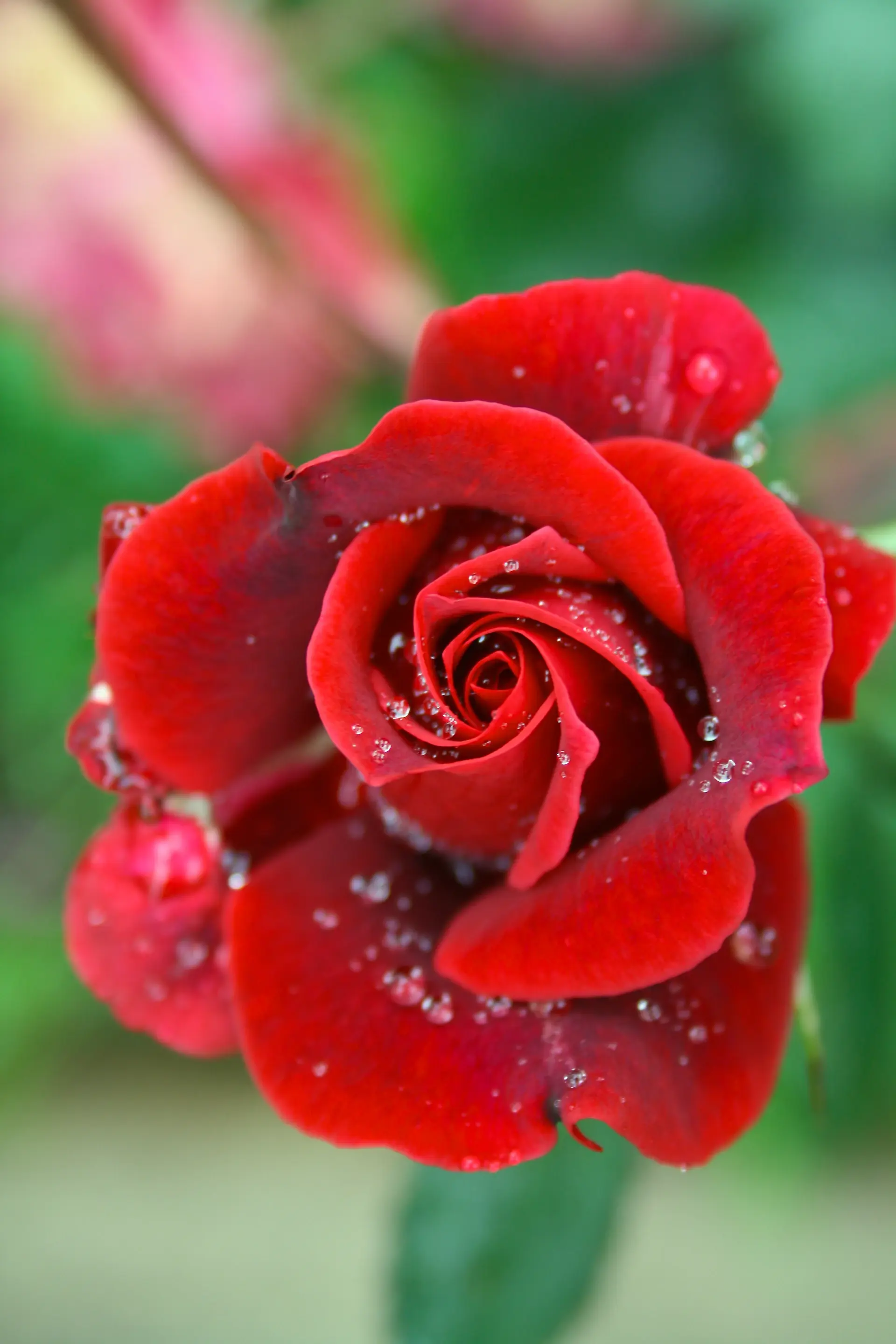 Close-up of a dew-kissed rose petal