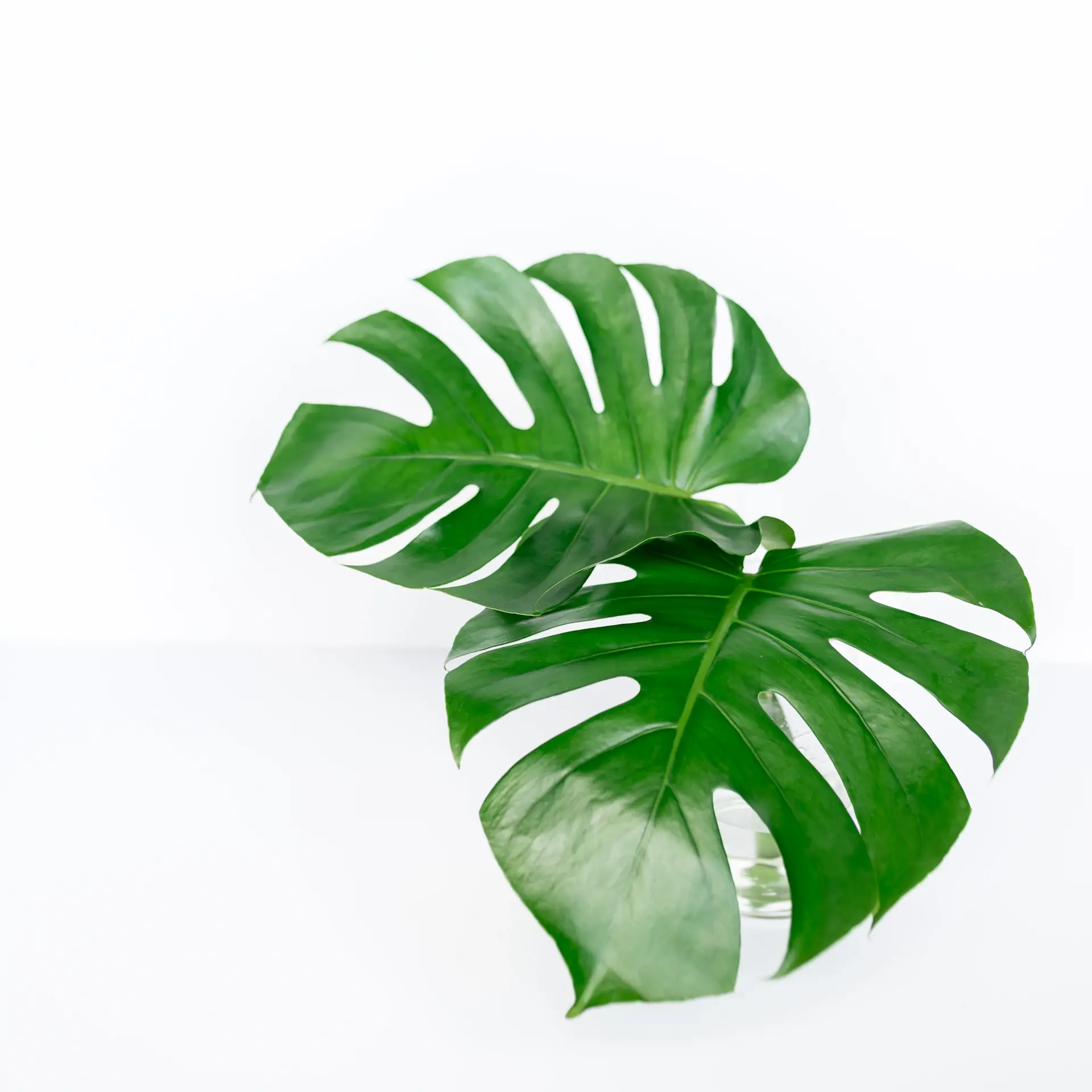 Monstera Deliciosa in a terracotta pot