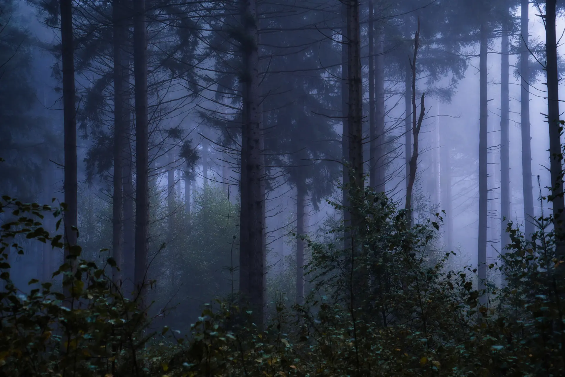 Sunlight filtering through a tall misty old-growth forest