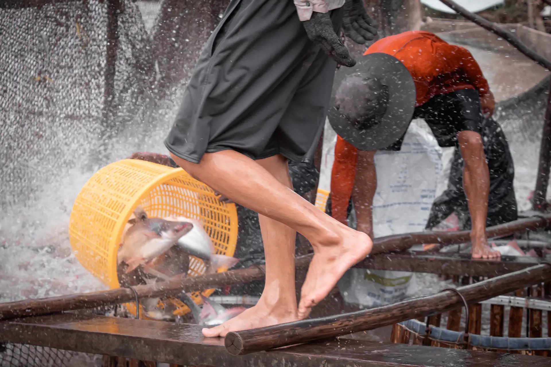 Lẩu mắm miền Tây