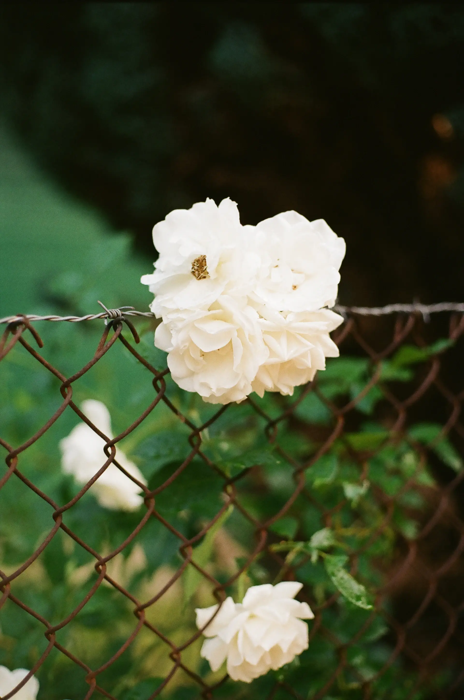 The Rose Conservatory filled with florals and soft daylight