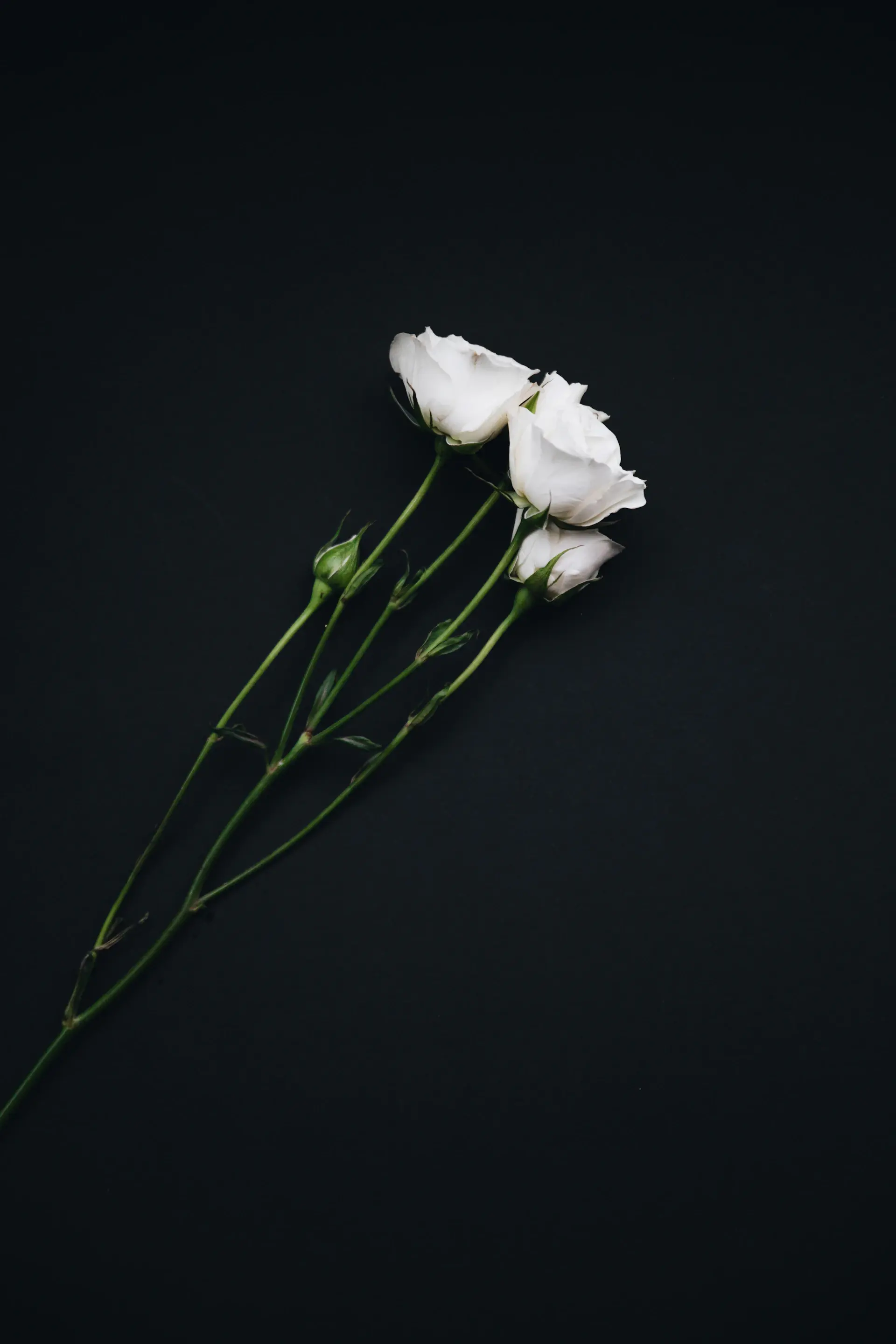 Single white rose against pure white