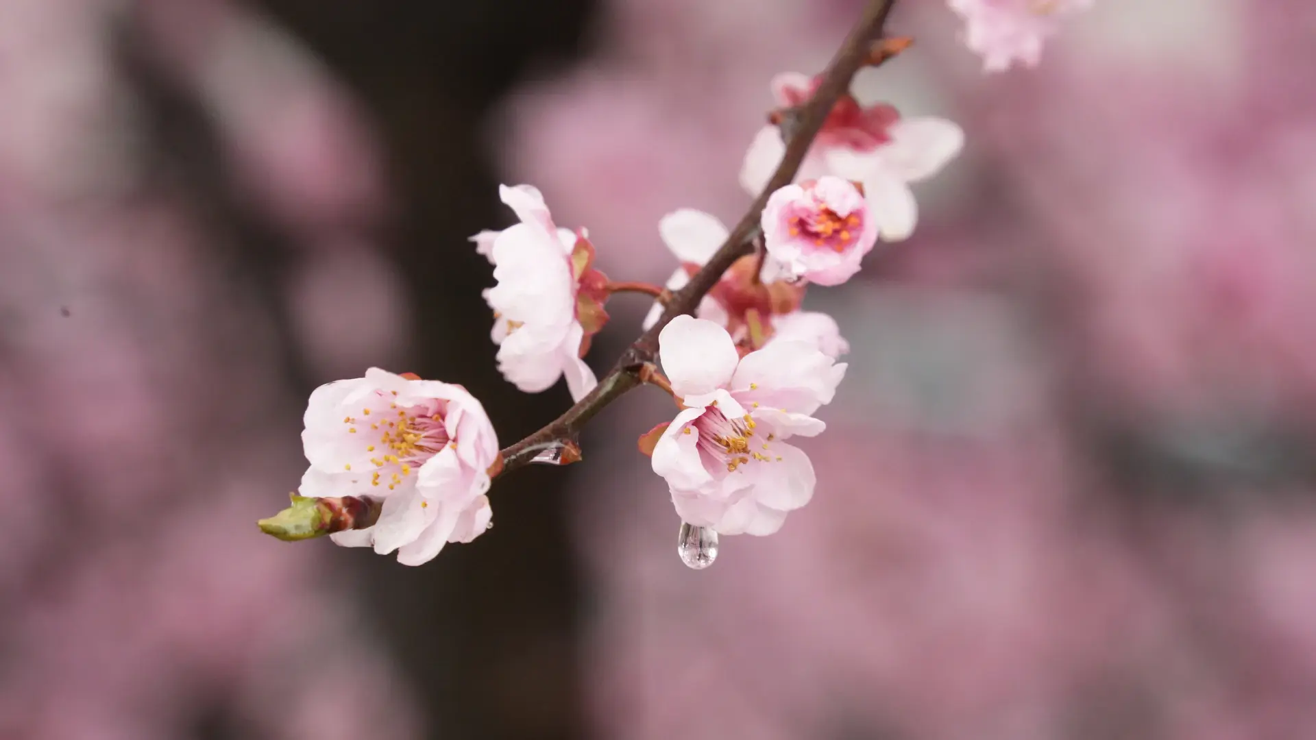 Hoa anh đào nở rộ mùa xuân