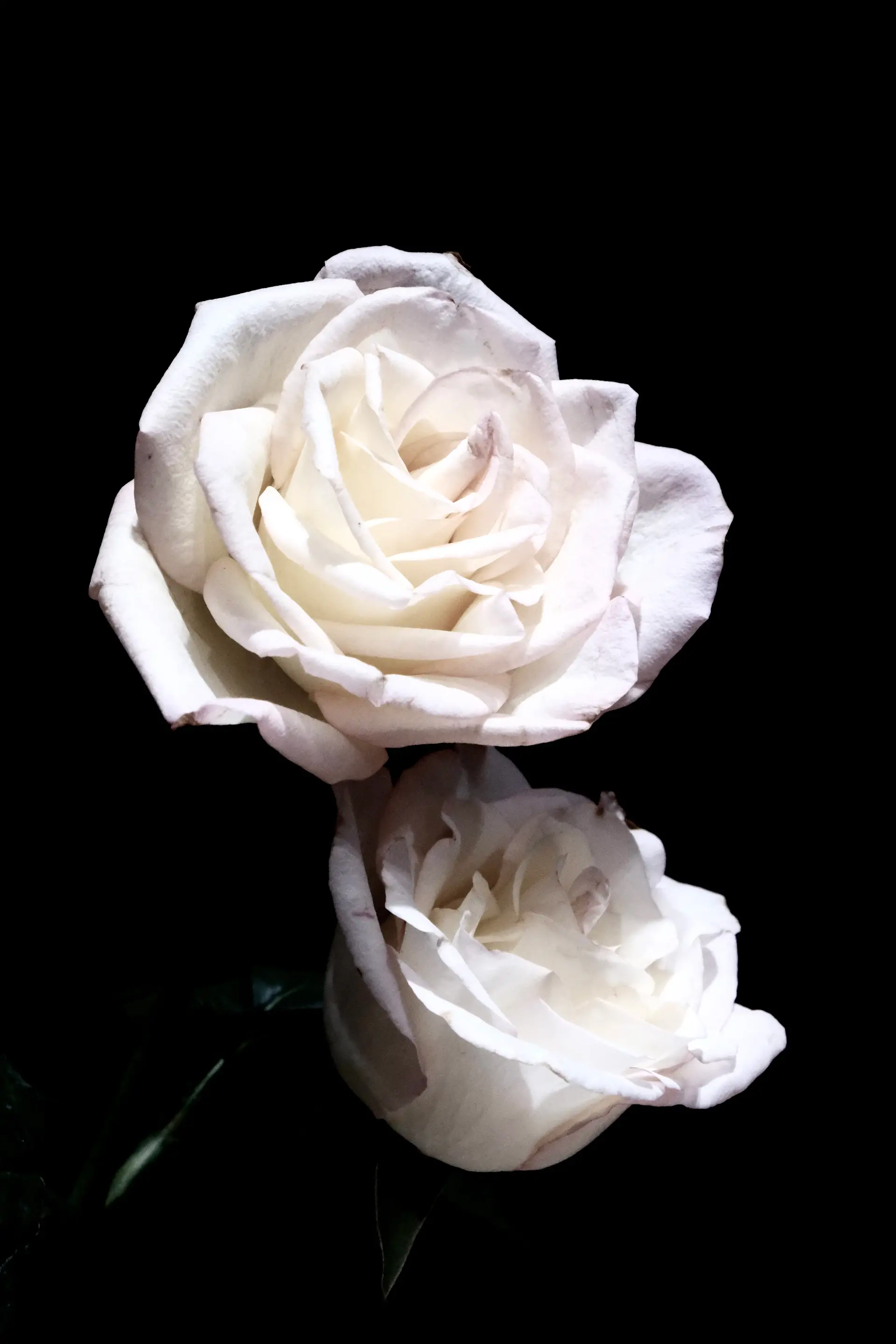 Bó hoa hồng trắng Blanc Éternel