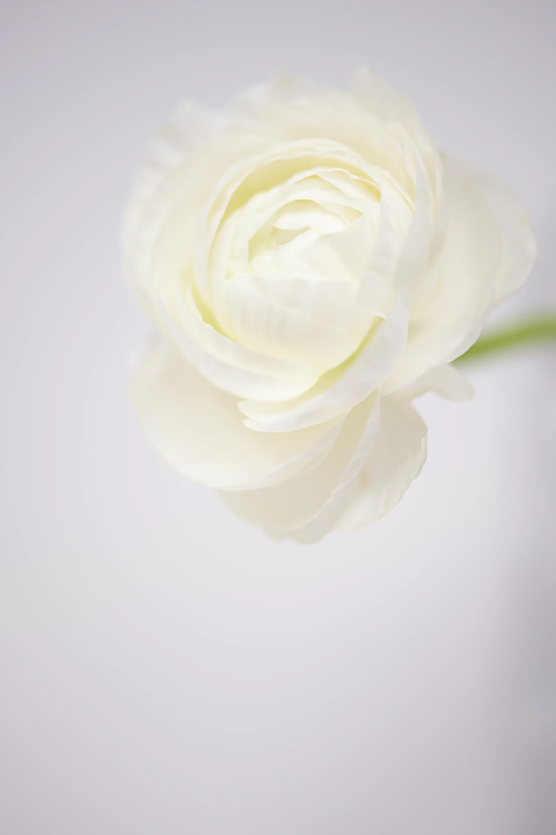 Preserved white rose under soft light