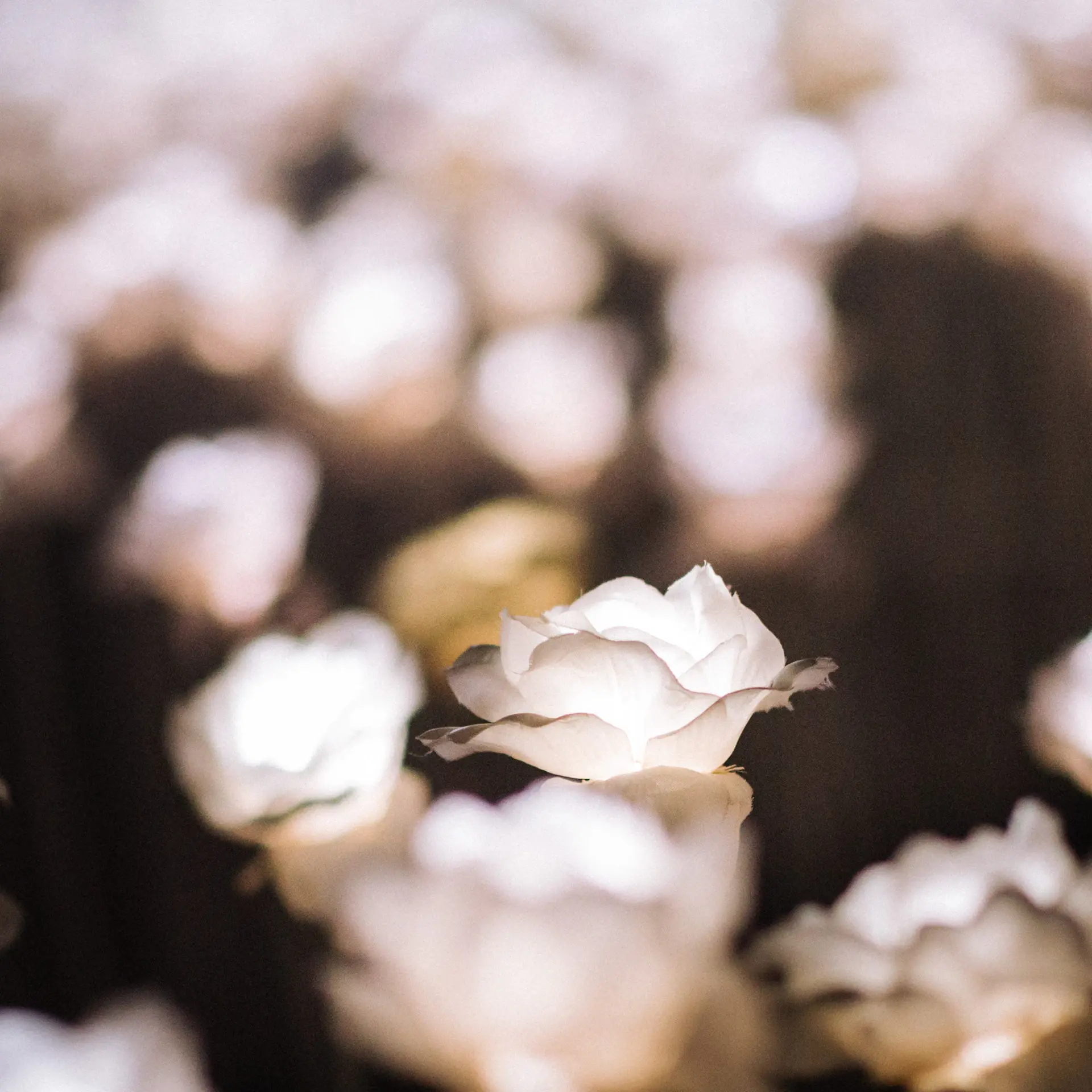 The White Bloom signature gift box
