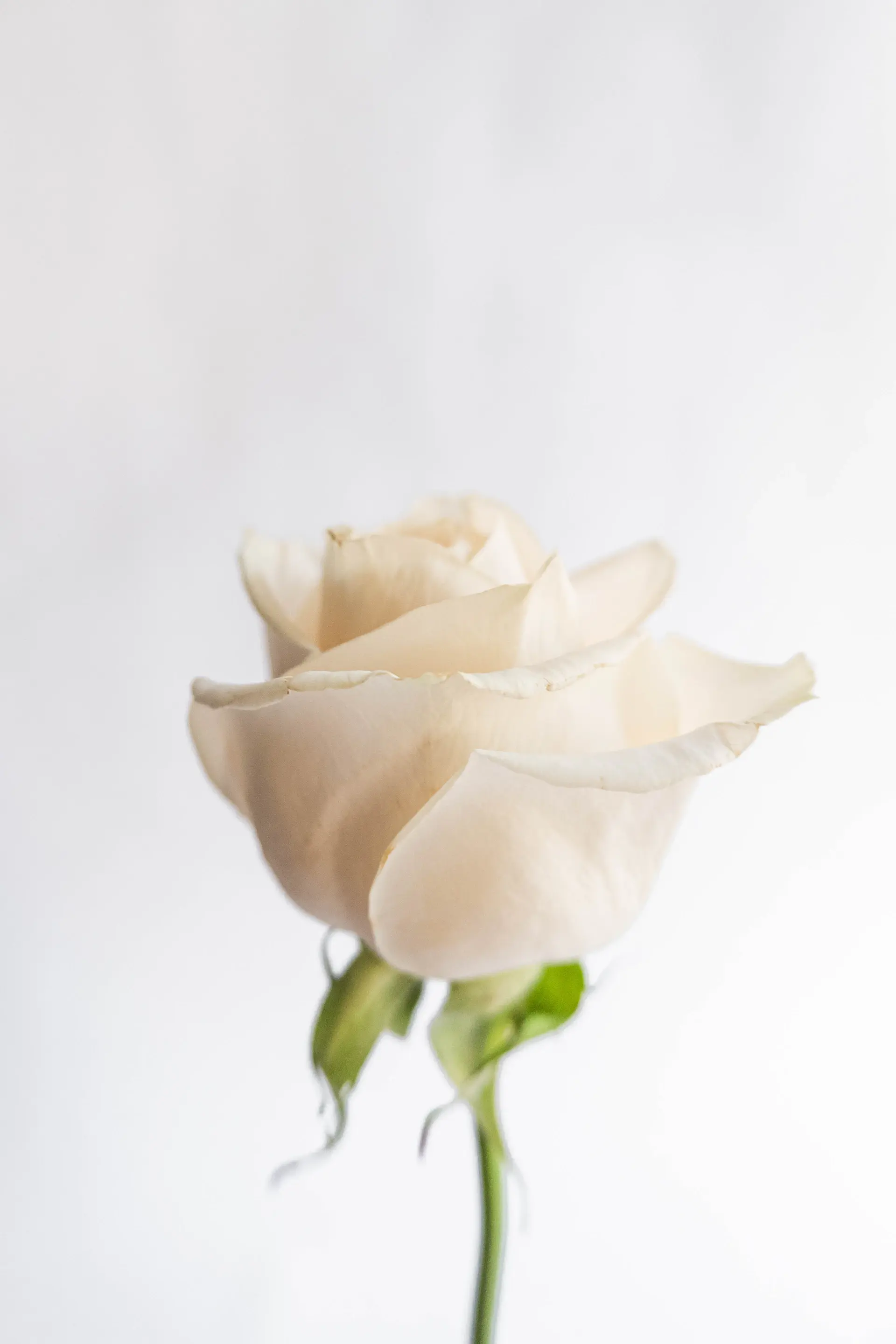 Ivory white rose bouquet