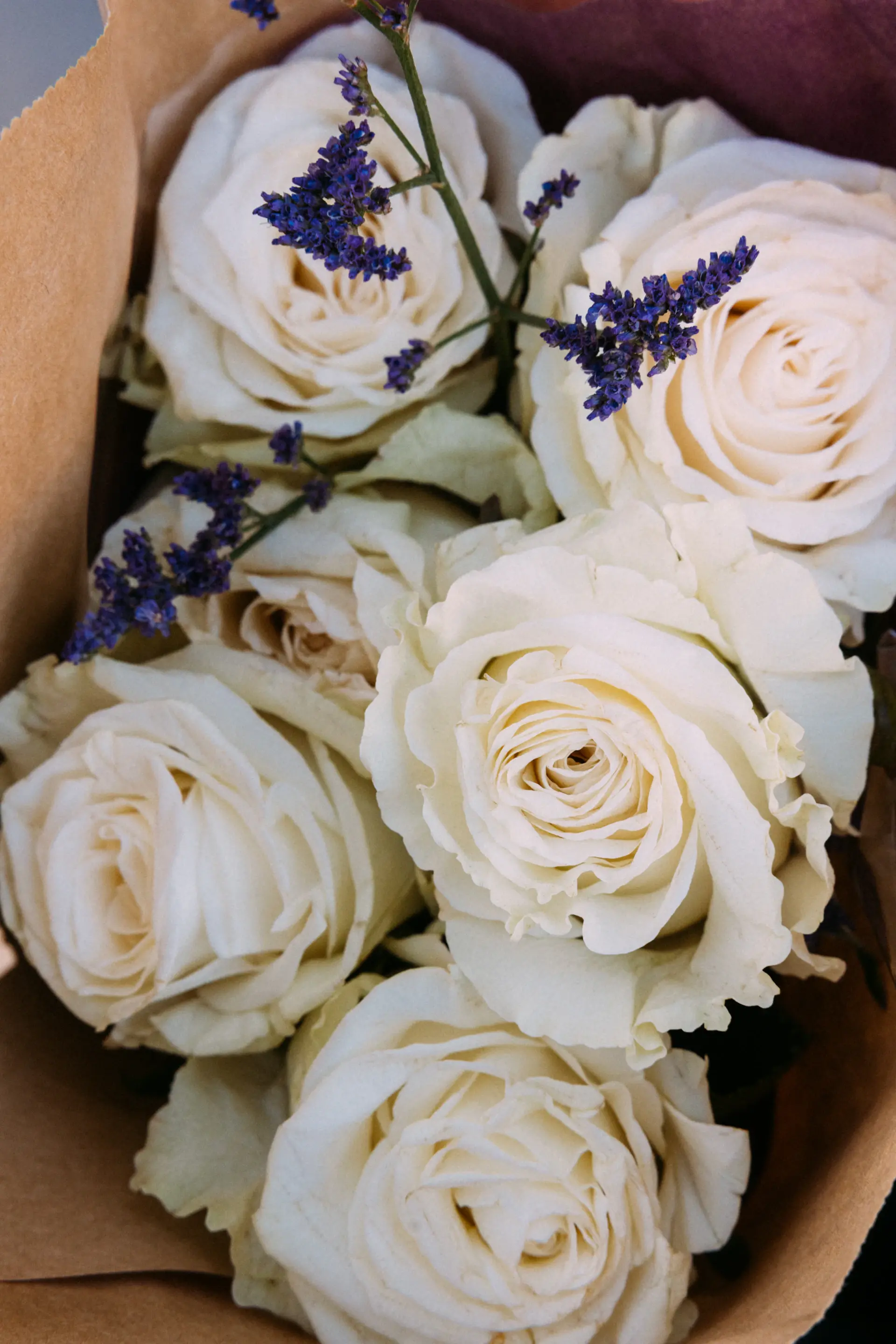 White roses framed like a gallery study