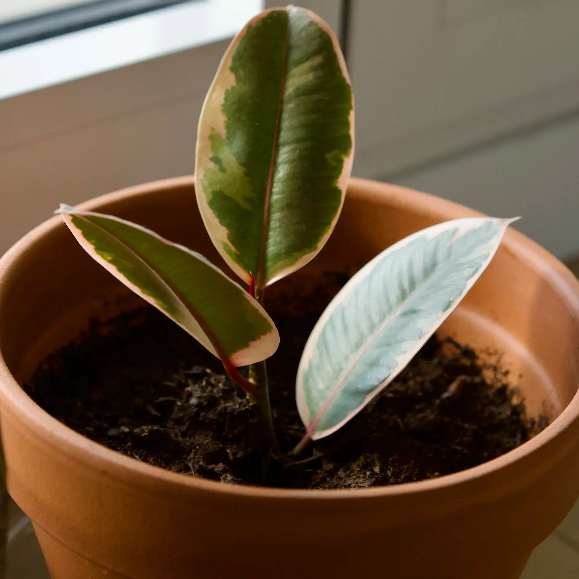 Variegated rubber plant Tineke