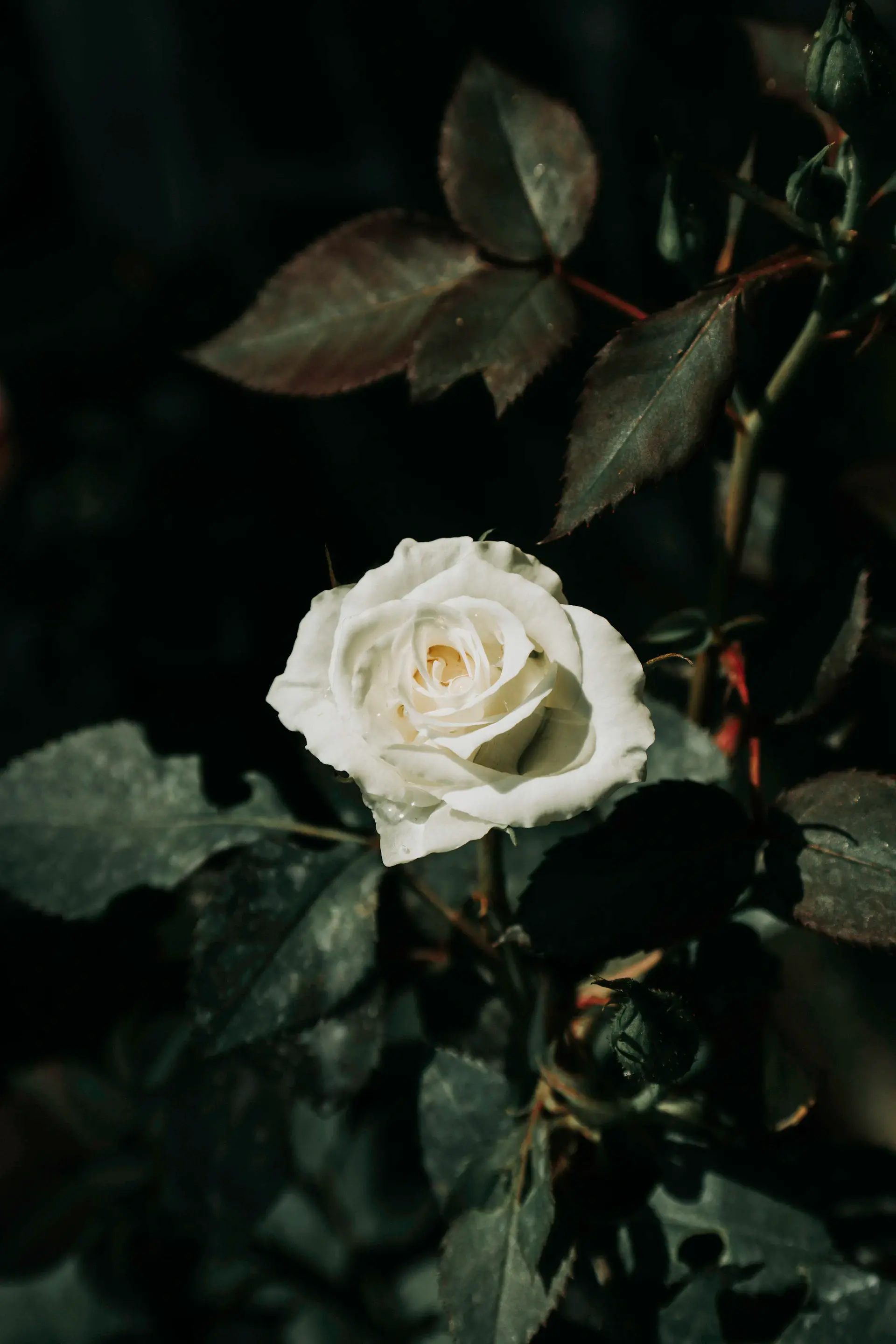 Sculptural rose arrangement shaped by directional light