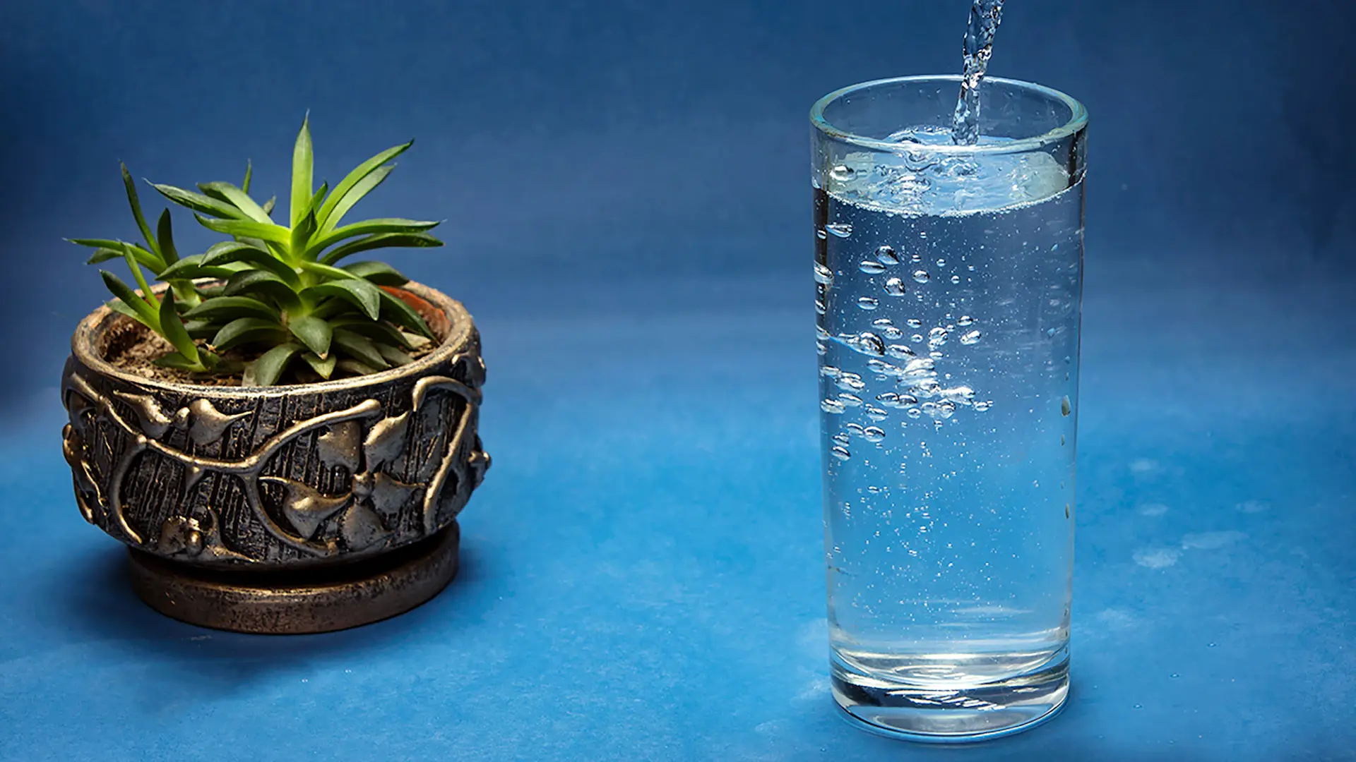 Glass of water beside a healthy green leafy plant